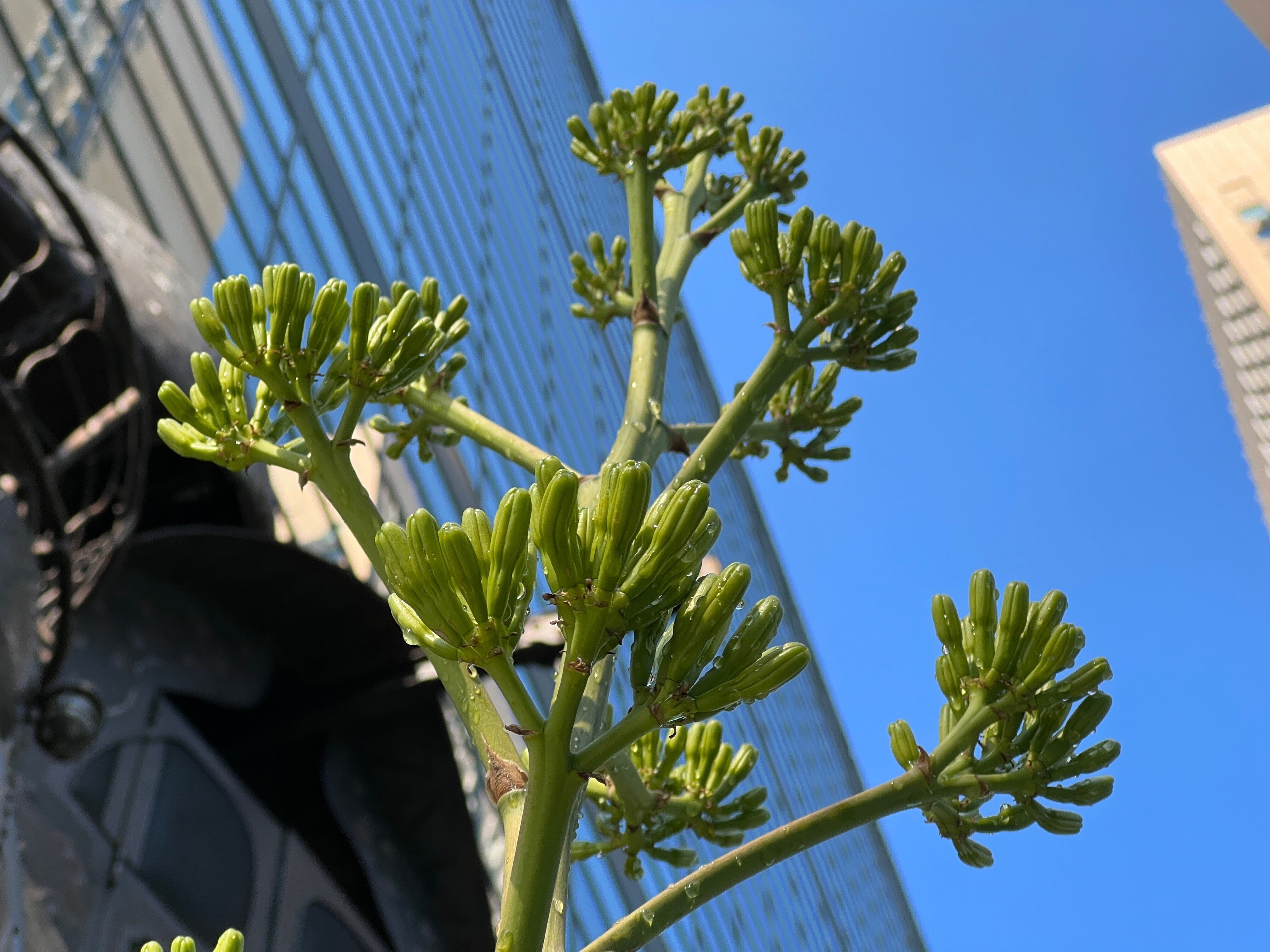 アガベ（竜舌蘭）の蕾｜日本花卉文化株式会社