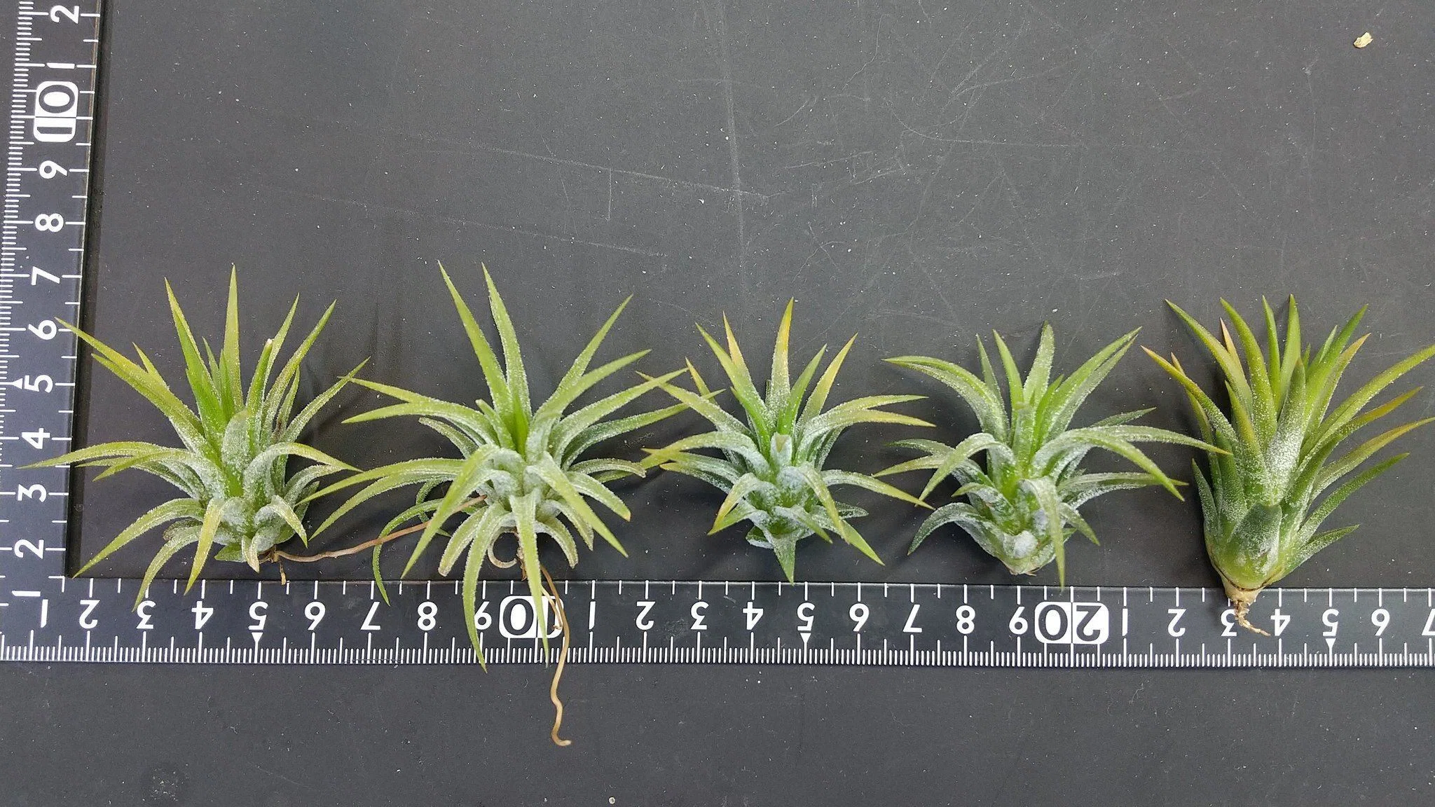 チランジア Kraken 子株4株つき苗 速達 Tillandsia Kraken チランジアクラーケン Tillandsia インテリア植物