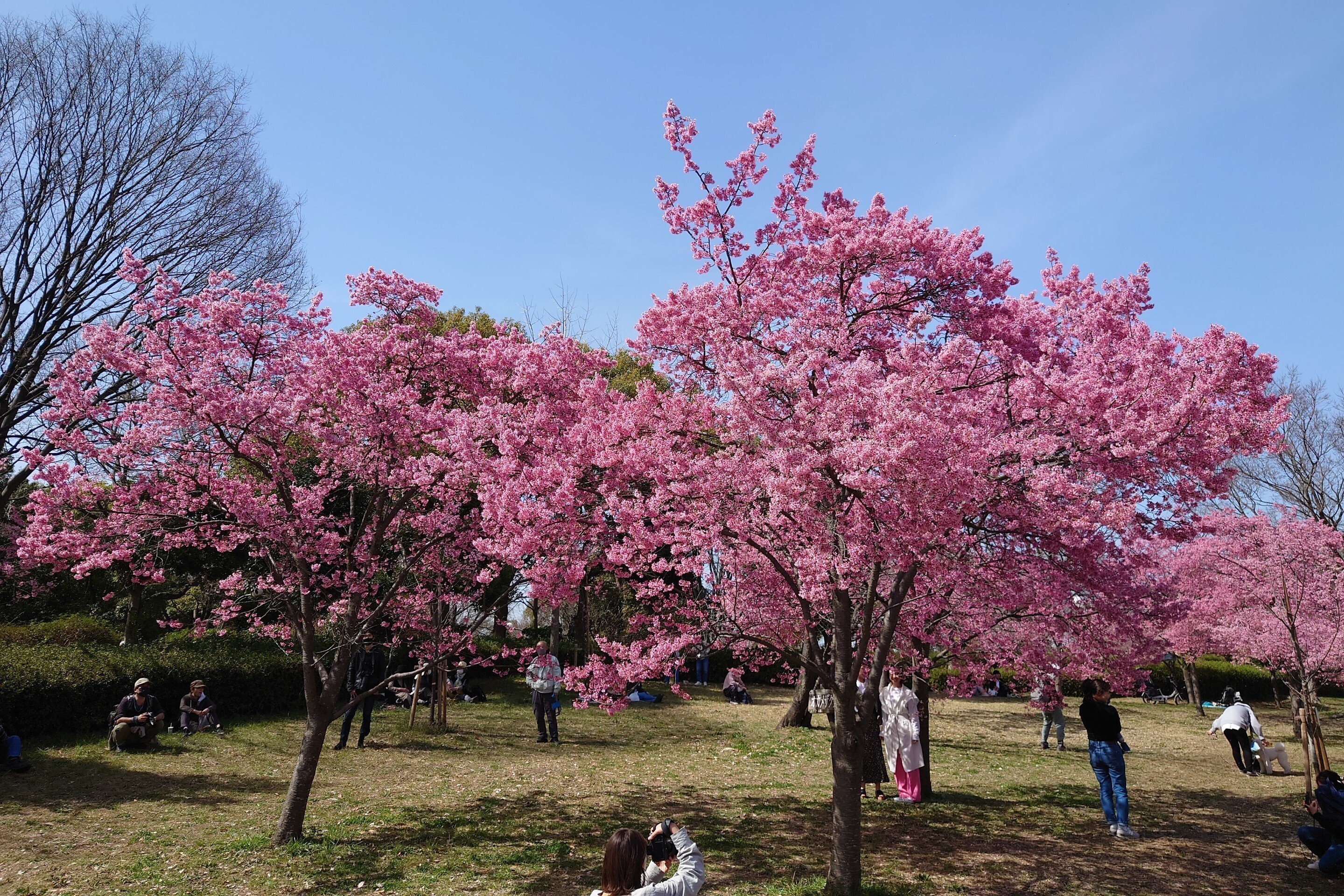安藤幹衛　林檎の花咲く丘 sddefault.jpg