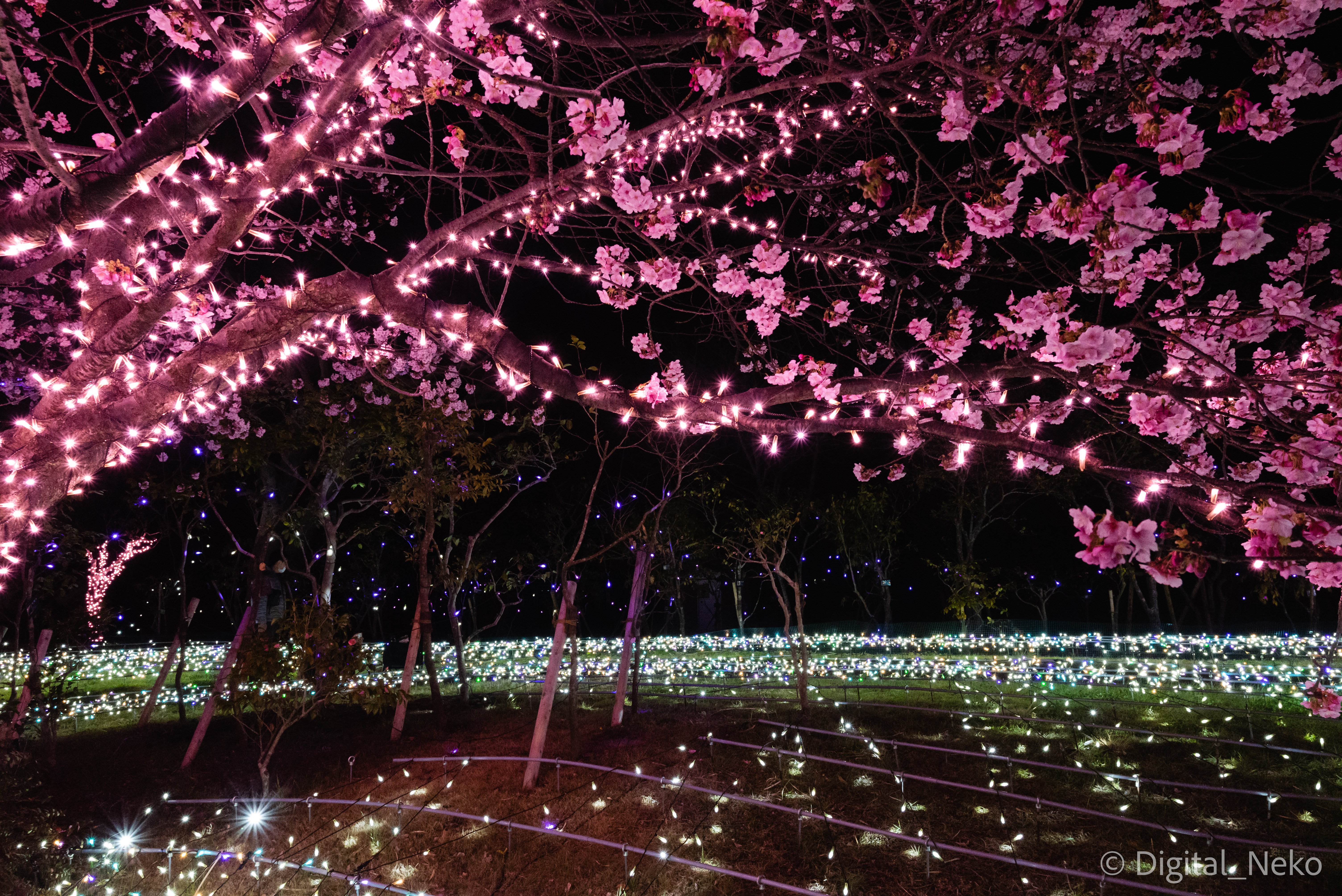春の声 河津桜イルミネーション｜けえる