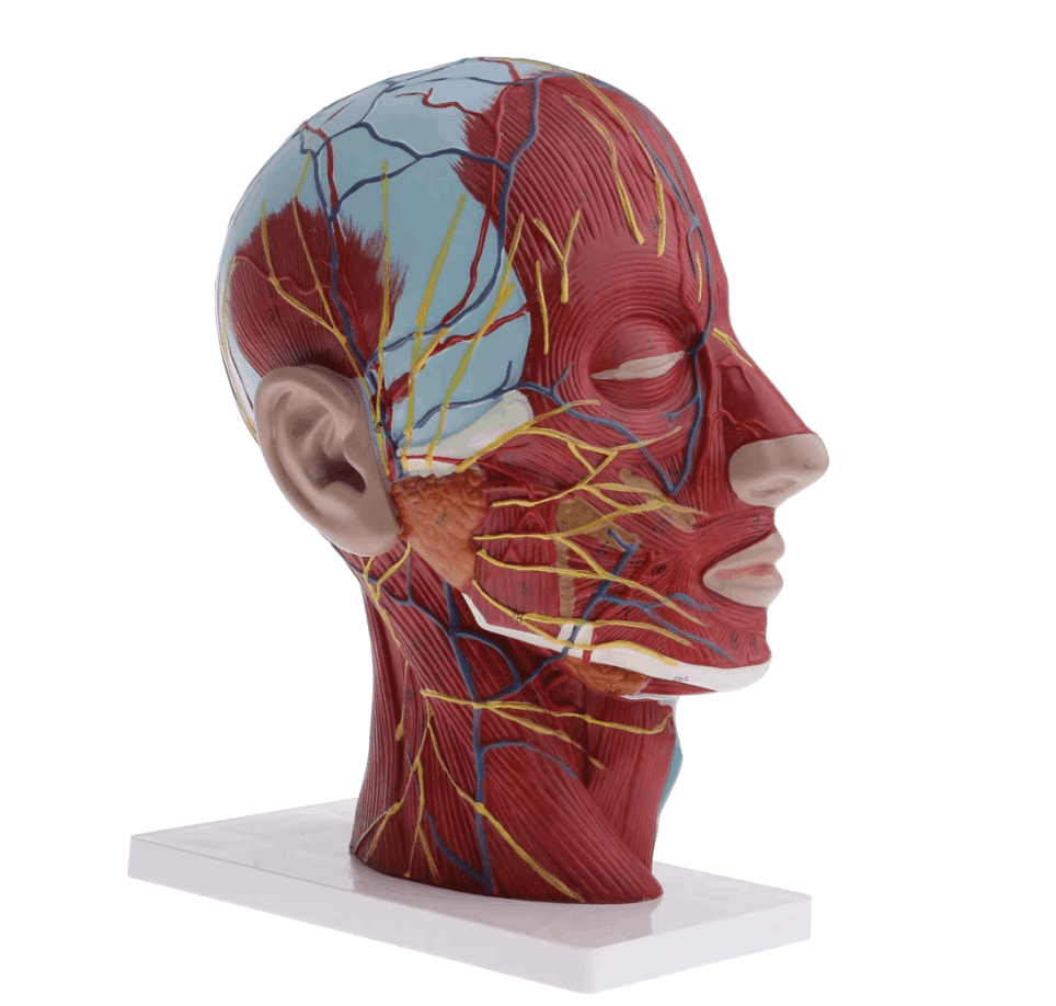 人体模型】頭部（実物大）の解剖模型｜一般社団法人 日本声ヨガ協会