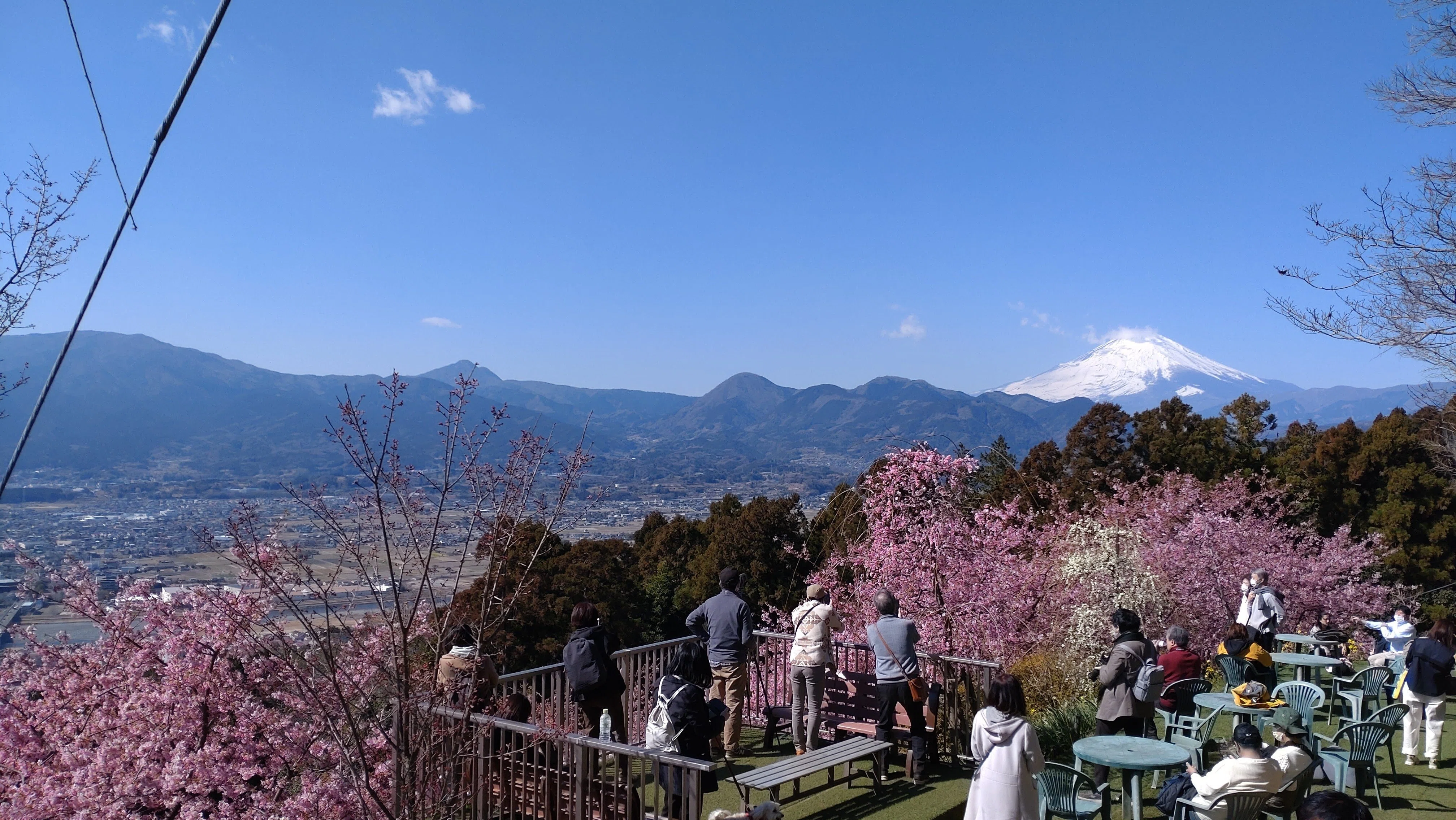 神奈川Short Trip】早咲きの河津桜の名所・まつだ桜まつり2022