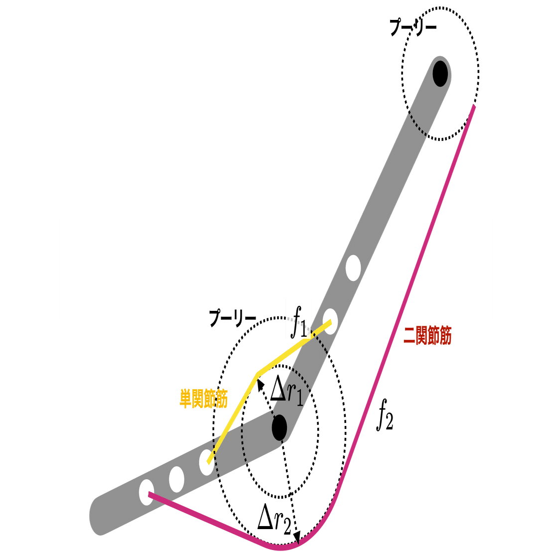 動かして学ぶバイオメカニクス #21 〜関節のインピーダンスの可視化