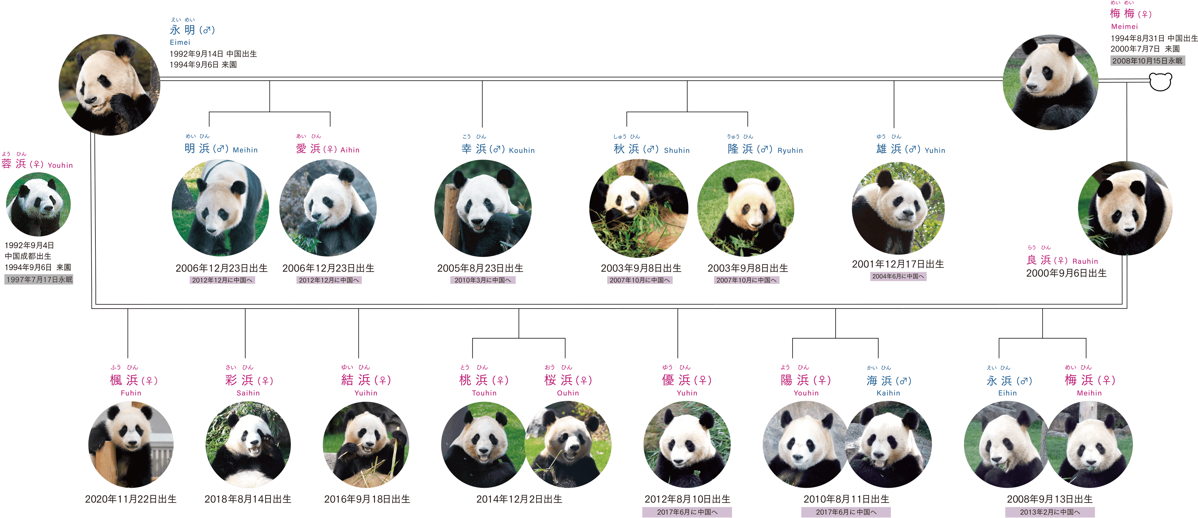 パンダって癒やされるよね｜ミンチョン