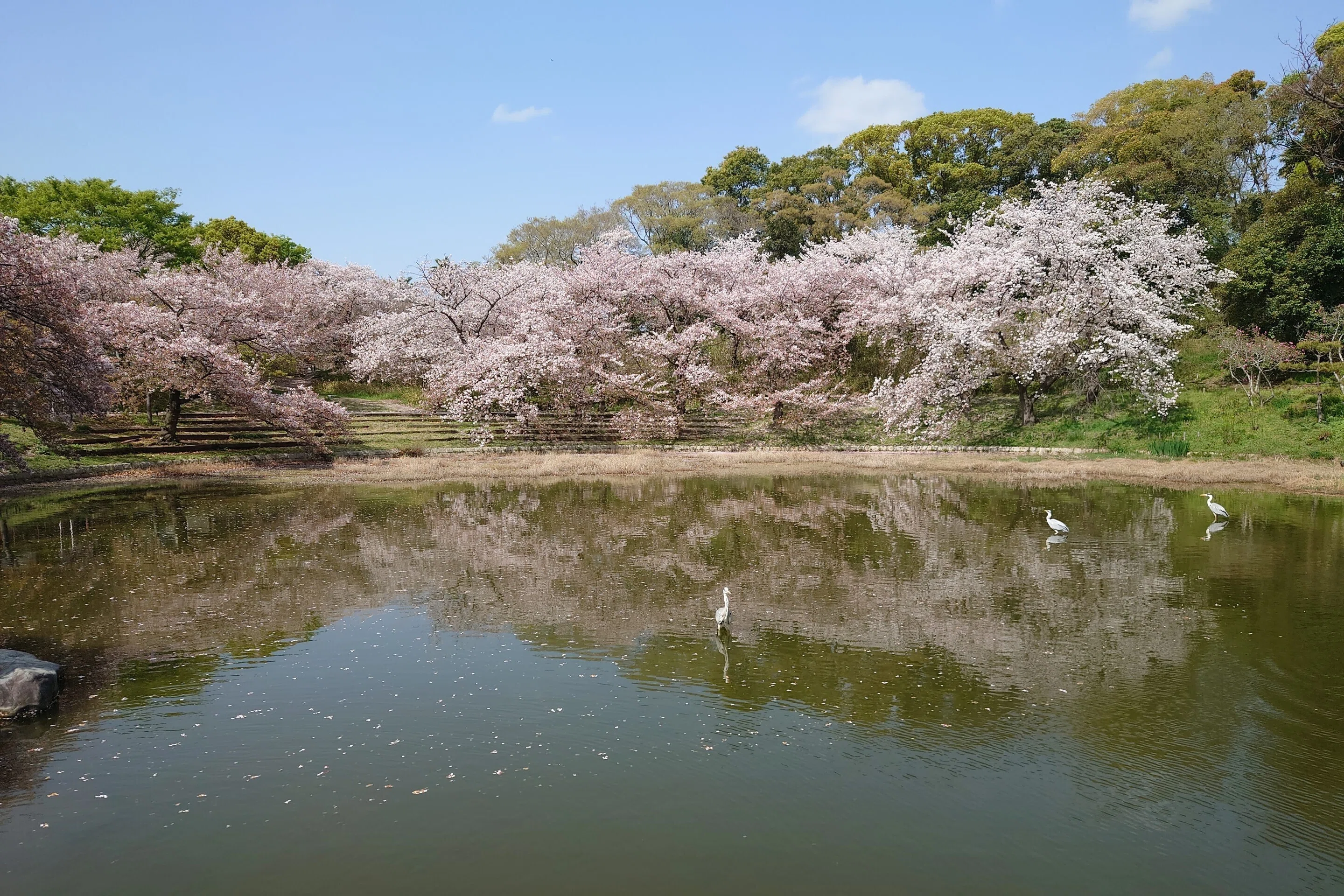 花博記念公園鶴見緑地2021年4月2日【桜,チューリップ】｜レタス
