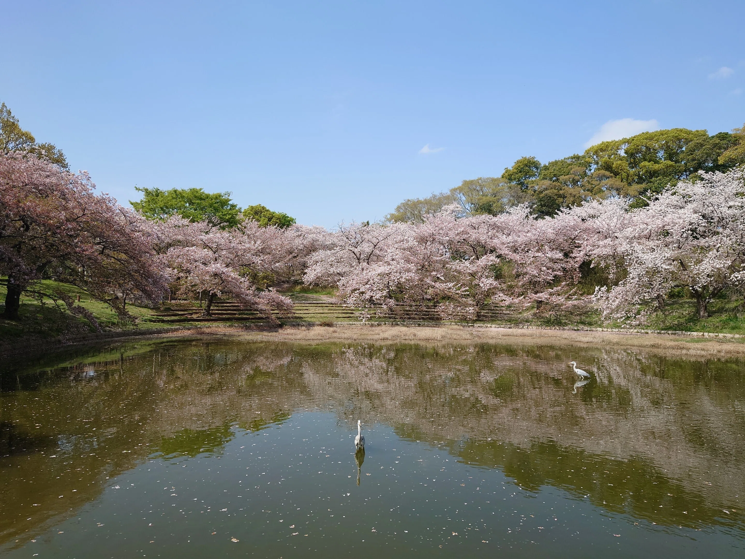 花博記念公園鶴見緑地2021年4月2日【桜,チューリップ】｜レタス