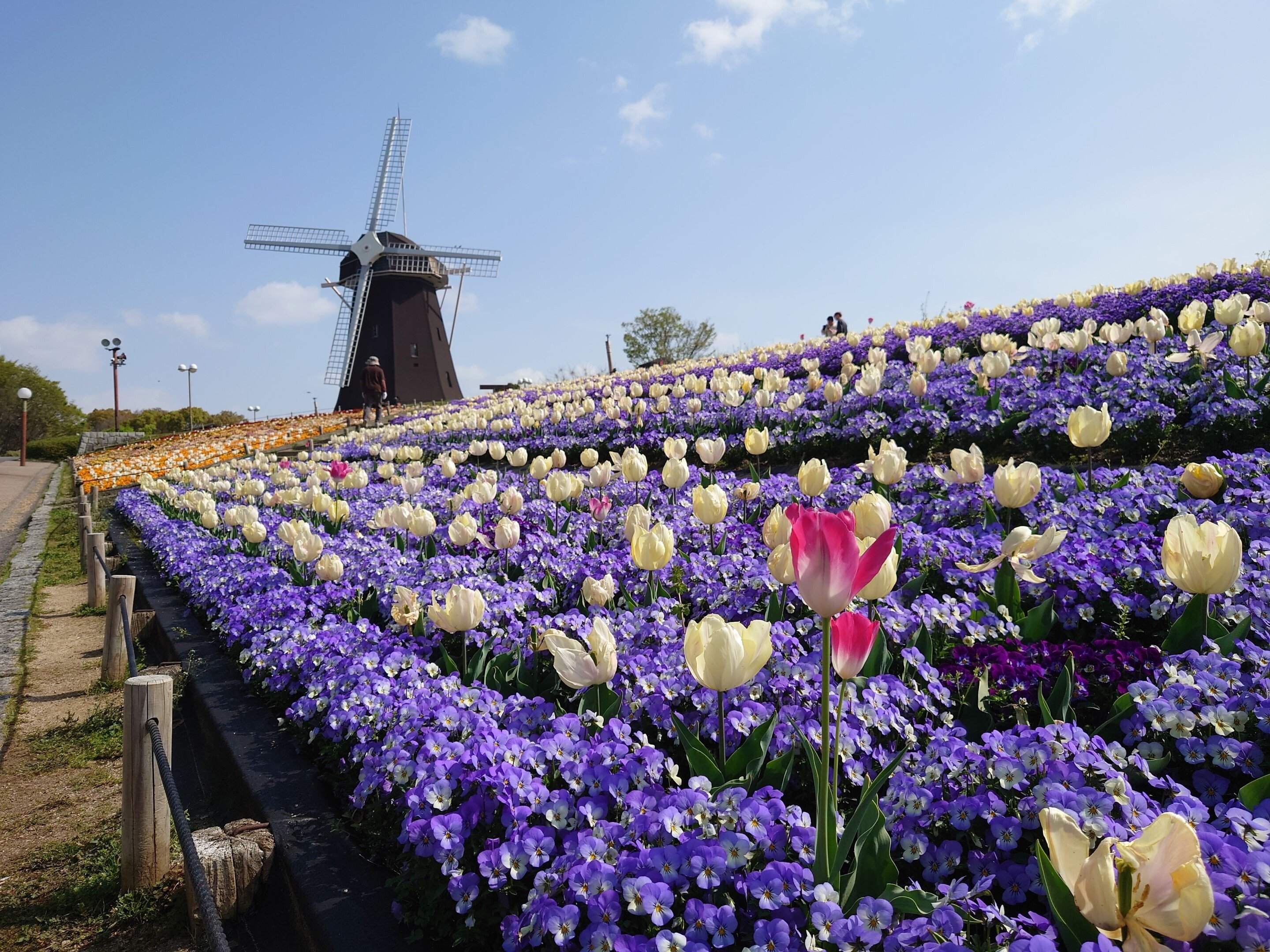 花博記念公園鶴見緑地2021年4月2日【桜,チューリップ】｜レタス