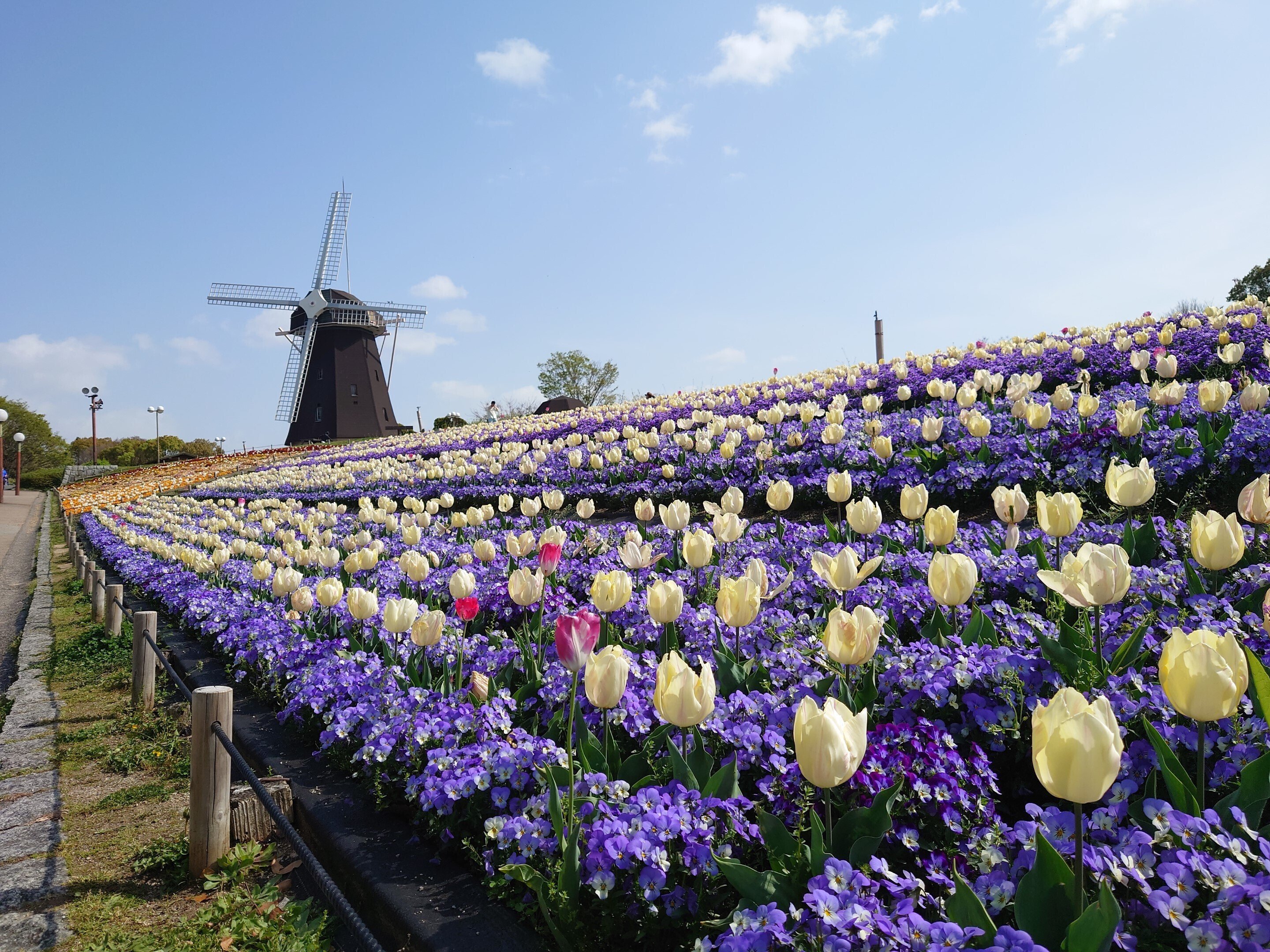 信州産　お花 花博記念公園鶴見緑地2021年4月2日【桜,チューリップ】｜レタス
