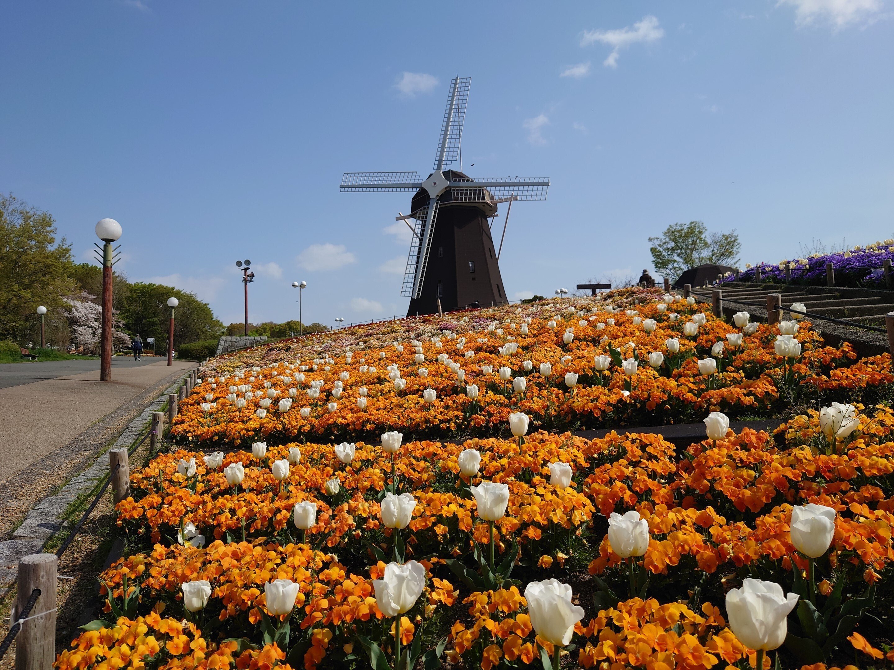 花博記念公園鶴見緑地2021年4月2日【桜,チューリップ】｜レタス