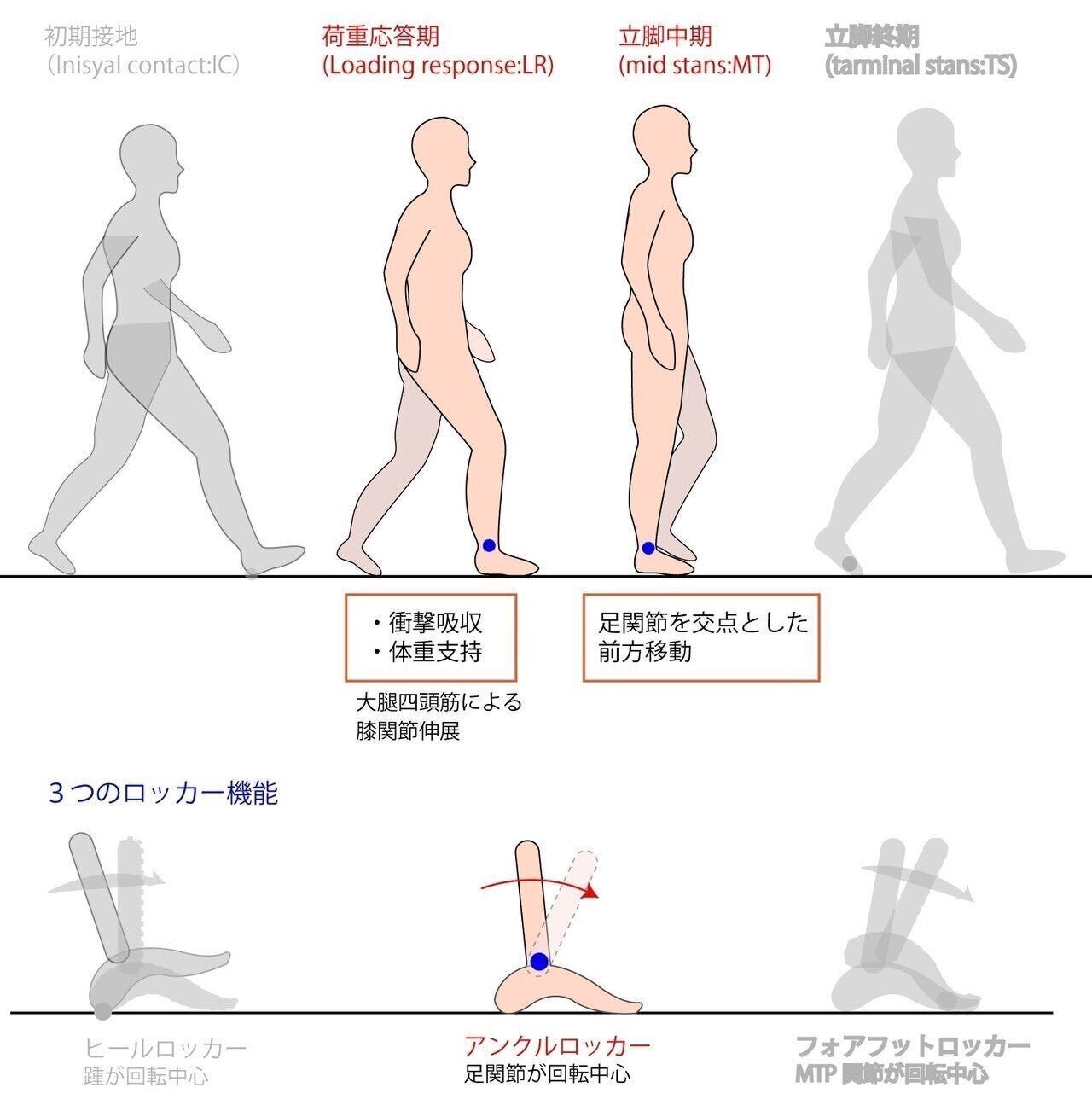 歩行分析の教科書』2023【サブスク】｜理学療法士による臨床の