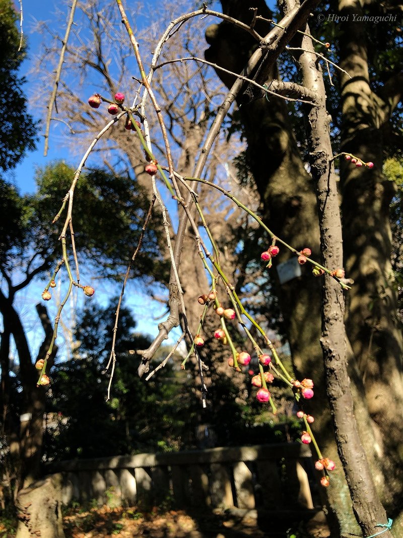 枝垂れハナモモ (赤花しだれ桃)の写真です