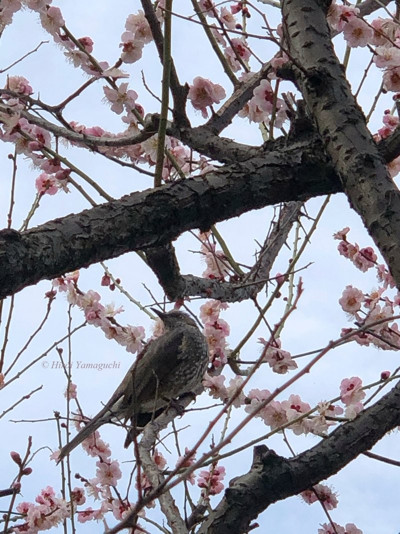 ヒヨドリと桜の写真です。  2022年3月13日に撮影しました。