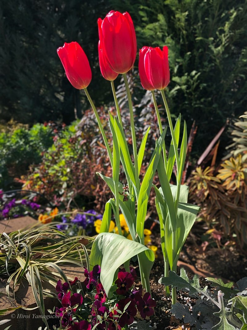 チューリップ、ユニーク・デ・フランスの写真です。この品種は、照りのあり、真紅の花が特徴です。