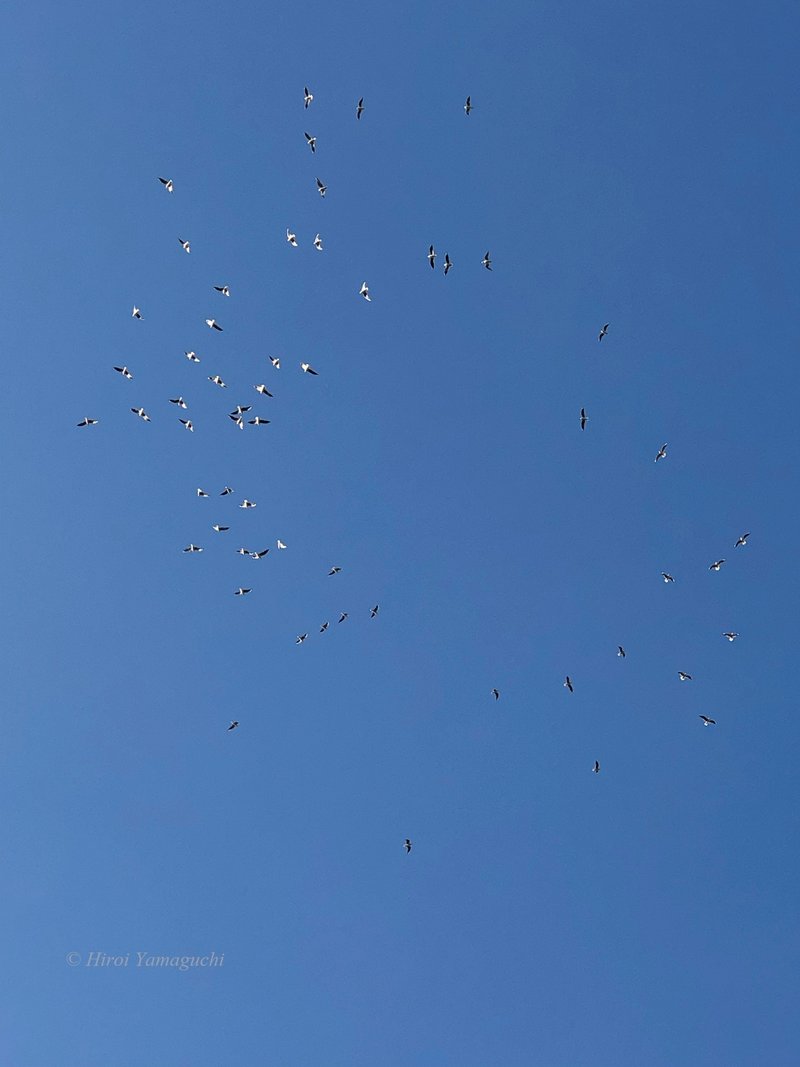 セグロカモメ？だと思われる写真です。約６０羽の鳥が、輪になって、空を楽しそうに飛び回っています。
