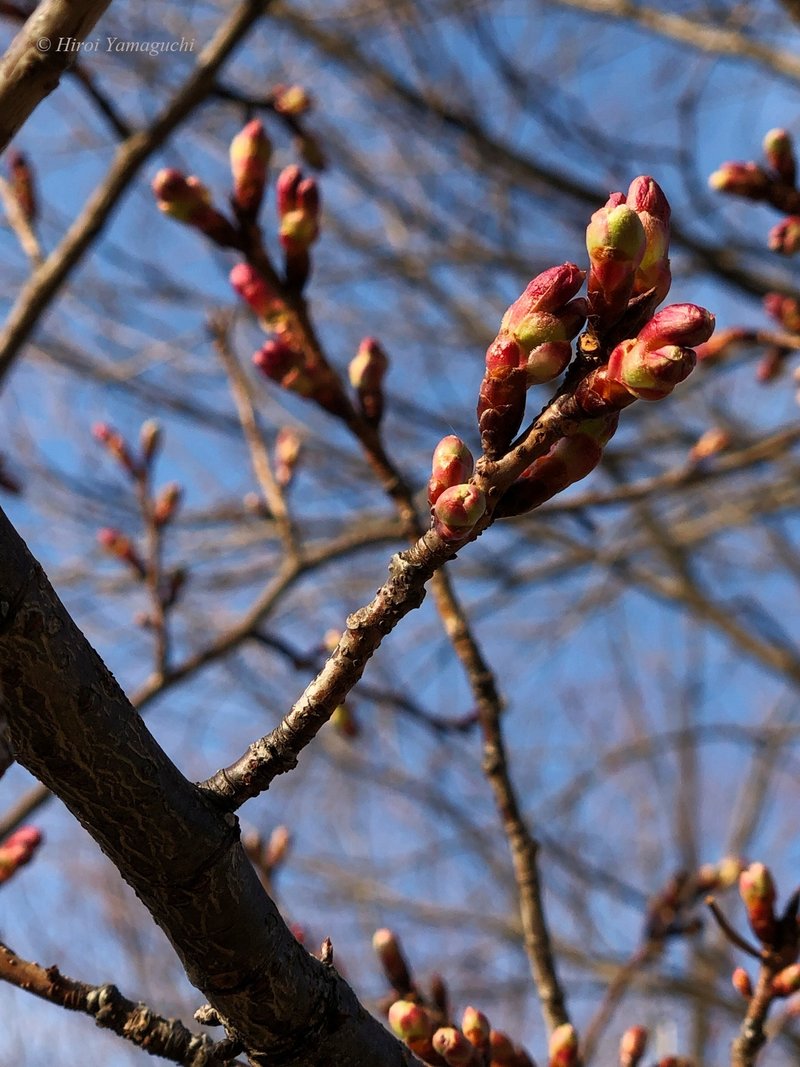 寒桜 (カンザクラ)の蕾の写真です。もうすぐ花が咲きそうです。