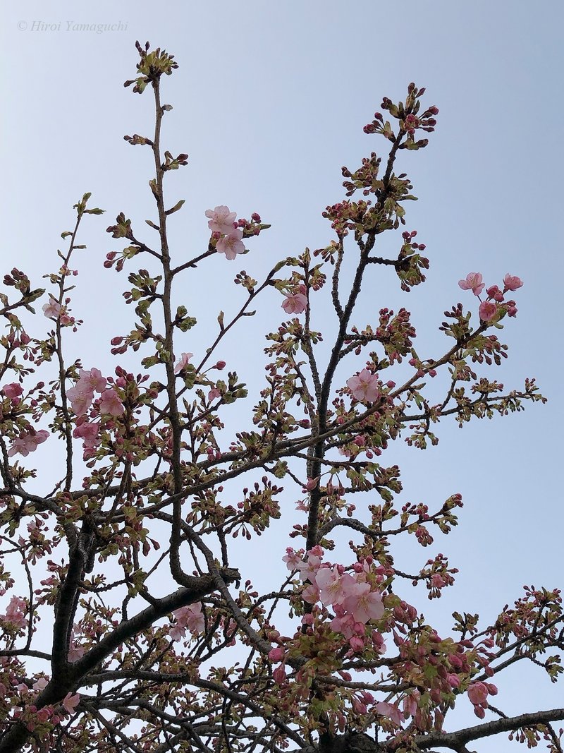 河津桜(カワヅザクラ)の写真です。二月なのでまだ蕾が多いですが、もうお花も咲いています。
