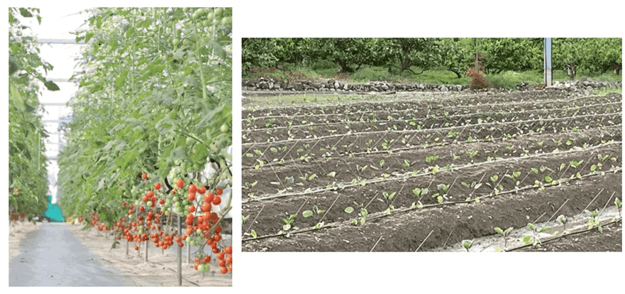 AGRI Prime！ 新規就農で飛躍するコツ！ ｜農業大好き❗ 小川隆宏
