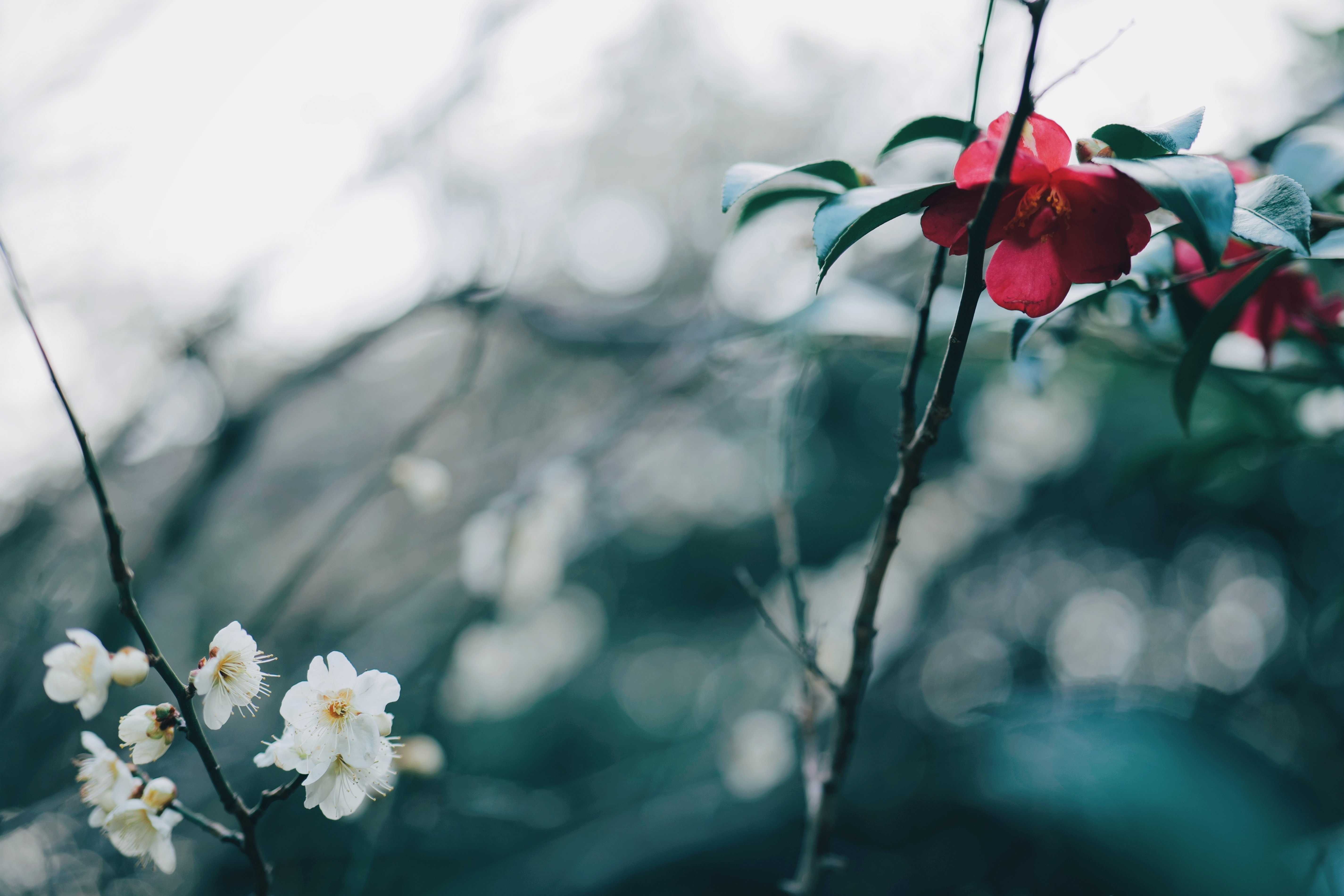 島の季節と50mm単焦点レンズ｜久莉