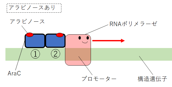 リード配列 オペロン