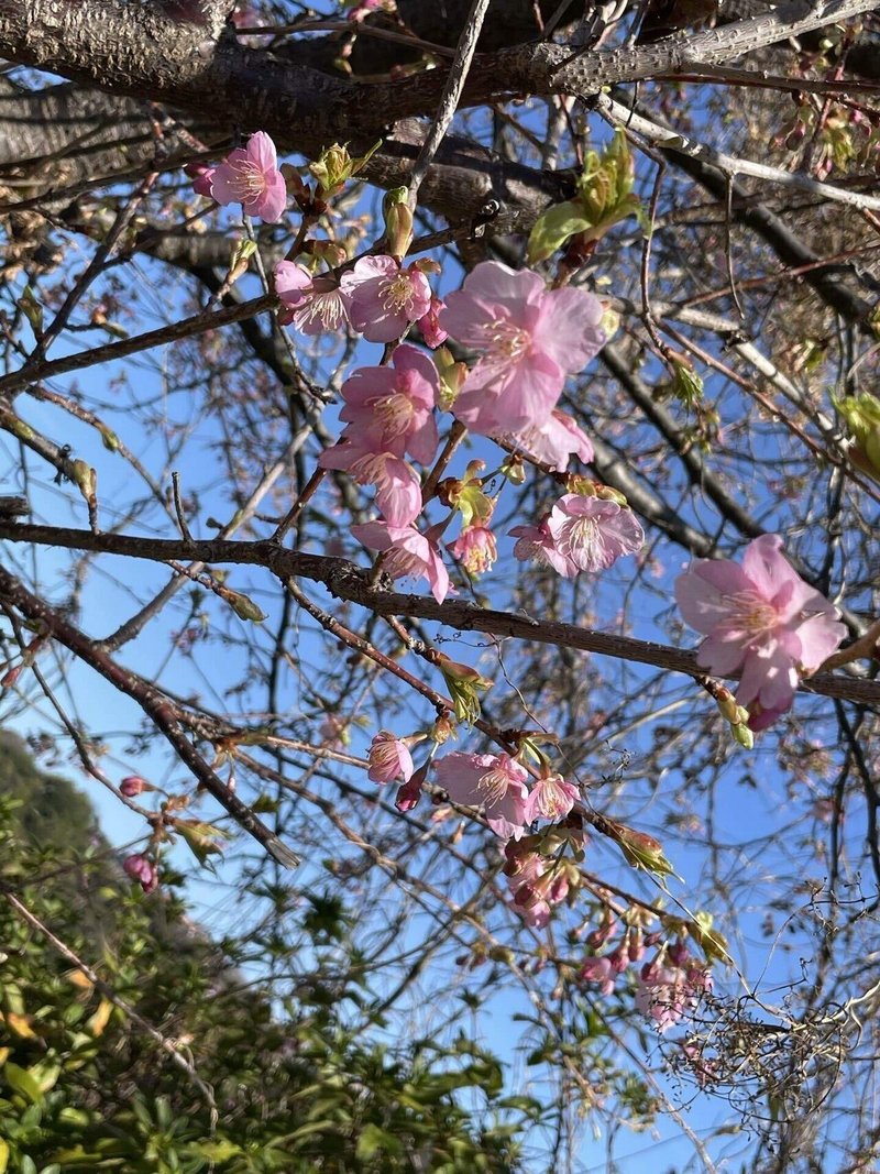【下松旅行記】 笠戸島の桜と聖地巡礼（推しの母校視察）