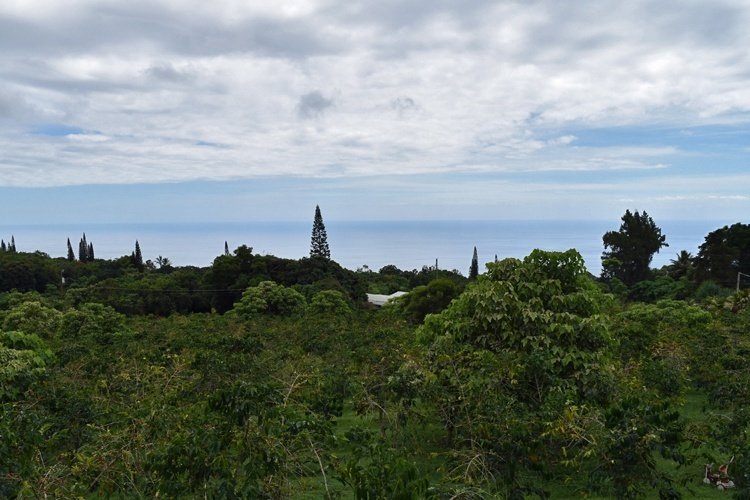 ハワイの旅の記録*2019年夏村松小農園/Pine Village Small Farm｜える[Lealea Days]｜note