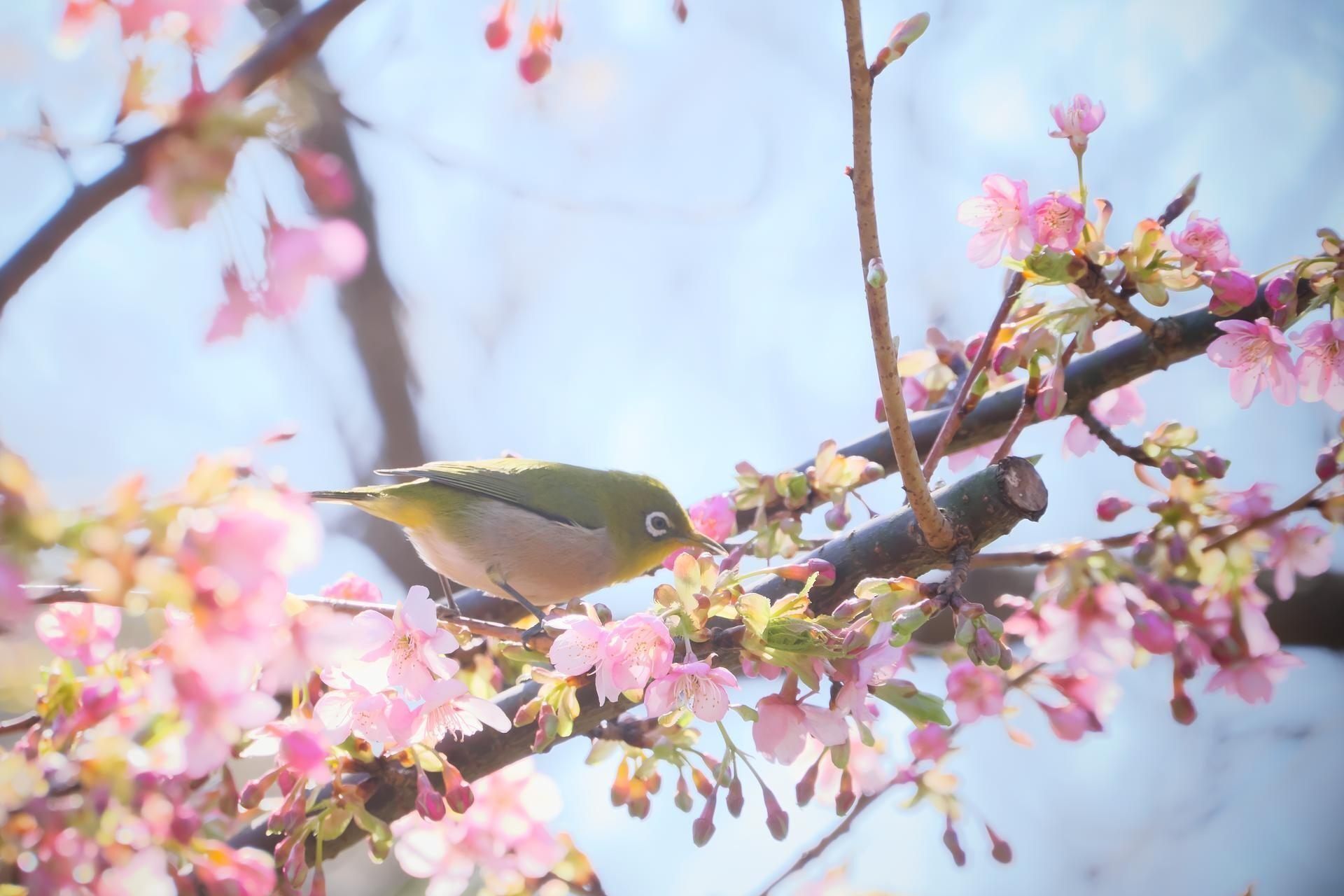メジロと花の蜜｜燿 (hikari)