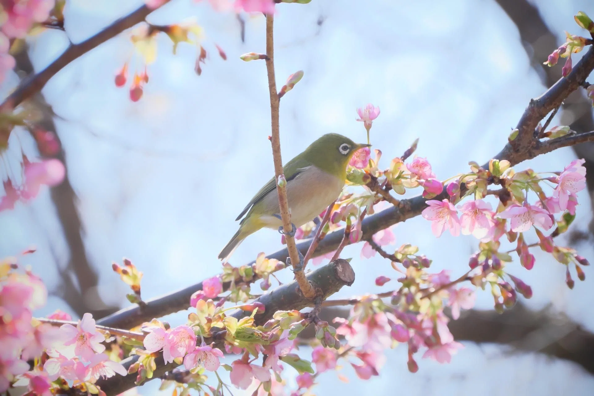チロルパン 「つるし雛大」「メジロのお花見」「早春のうぐいす✕2個」 メジロと花の蜜｜燿 (hikari)