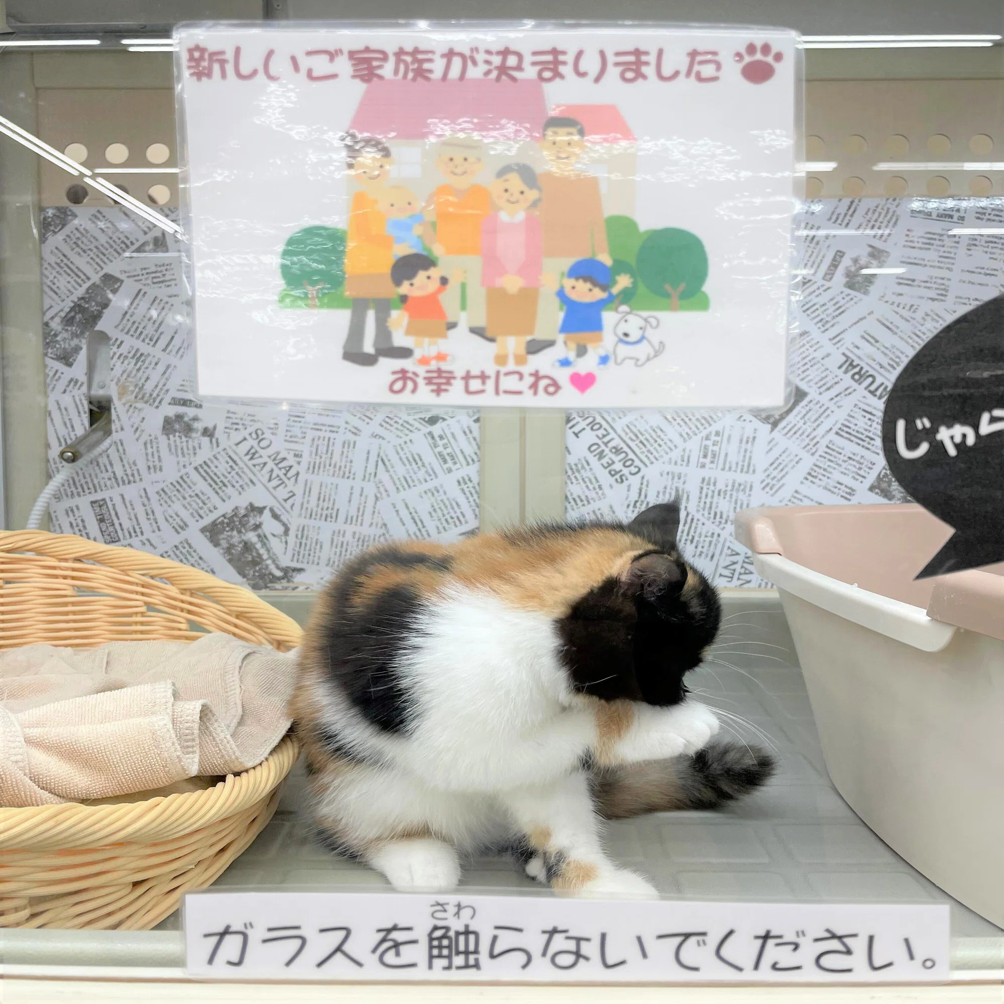 猫日記1】ある日突然猫を飼うことになった話。だって目が合っちゃっ 