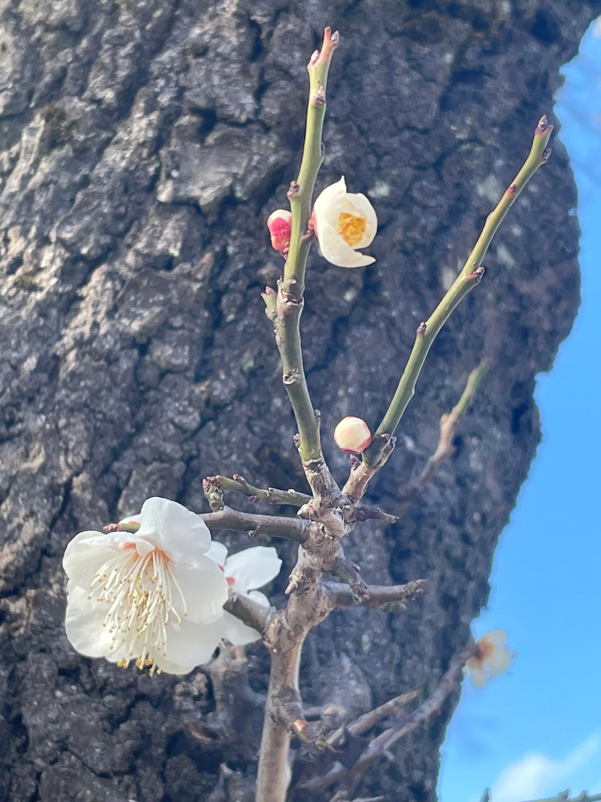 白梅