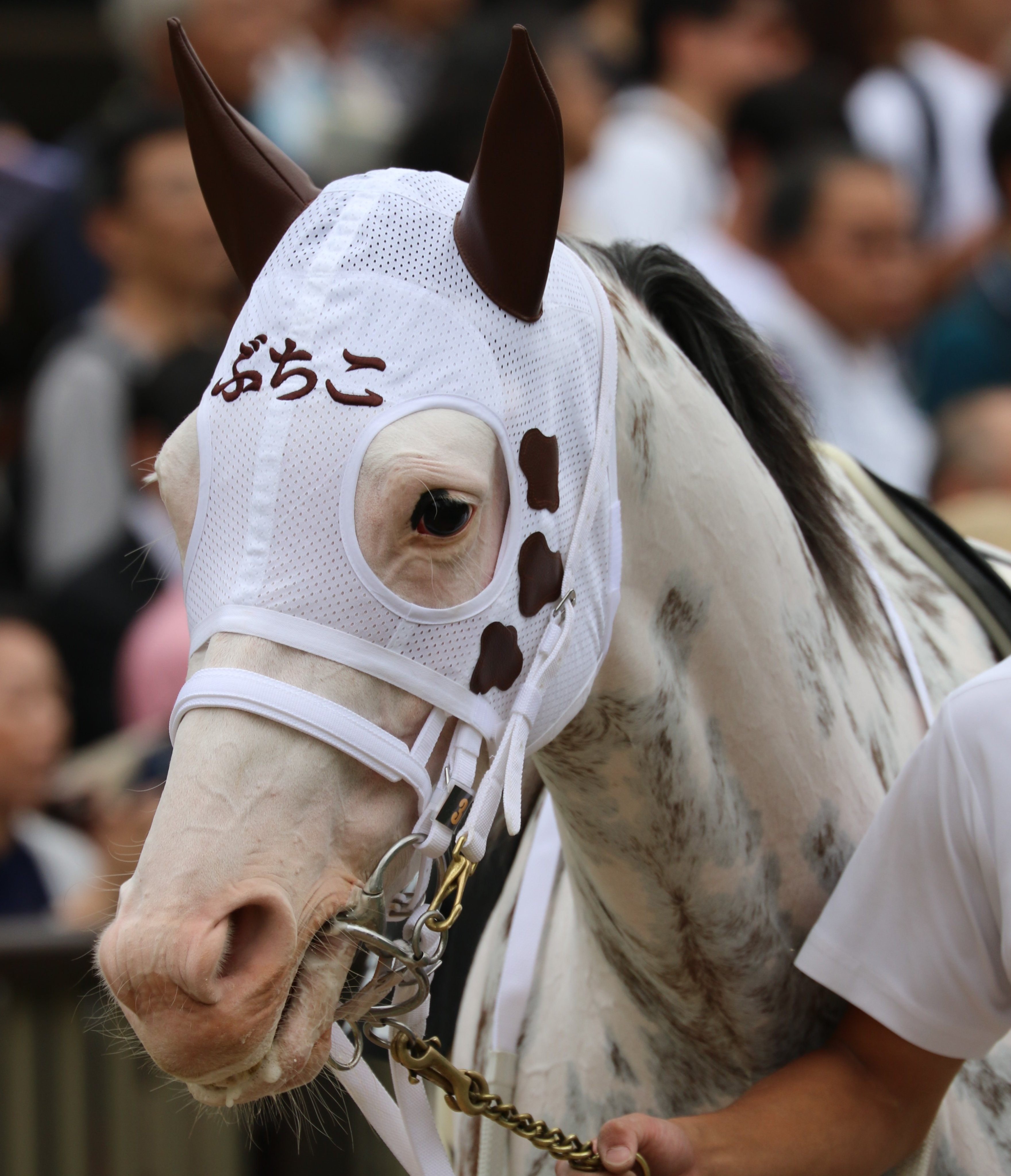 素敵なメンコ、好きを連呼。|奇蝦 素敵なメンコ、好きを連呼。|奇蝦