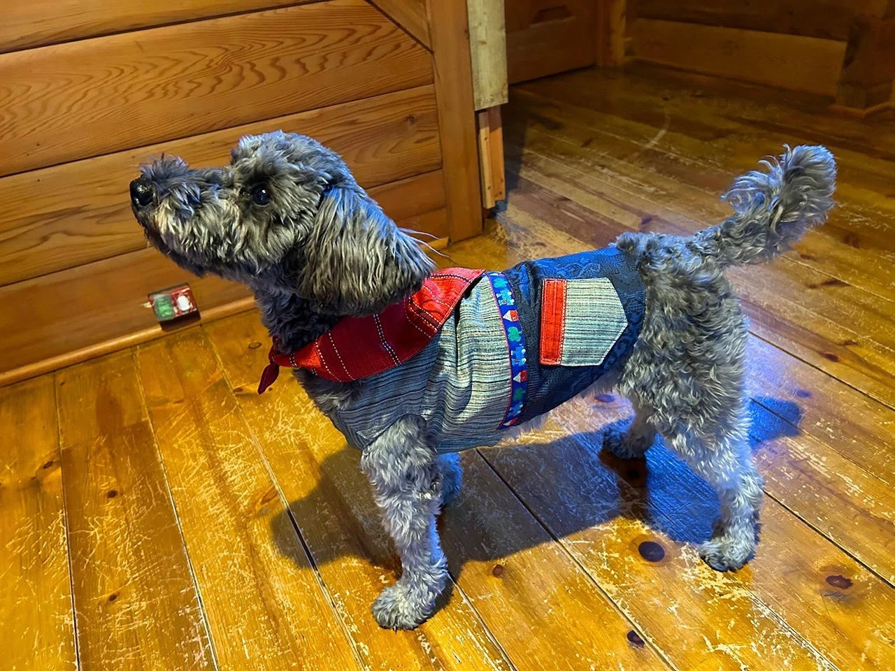 わんこたちと”手作り暮らし”〜 リバーシブル犬服で楽しむ・着物