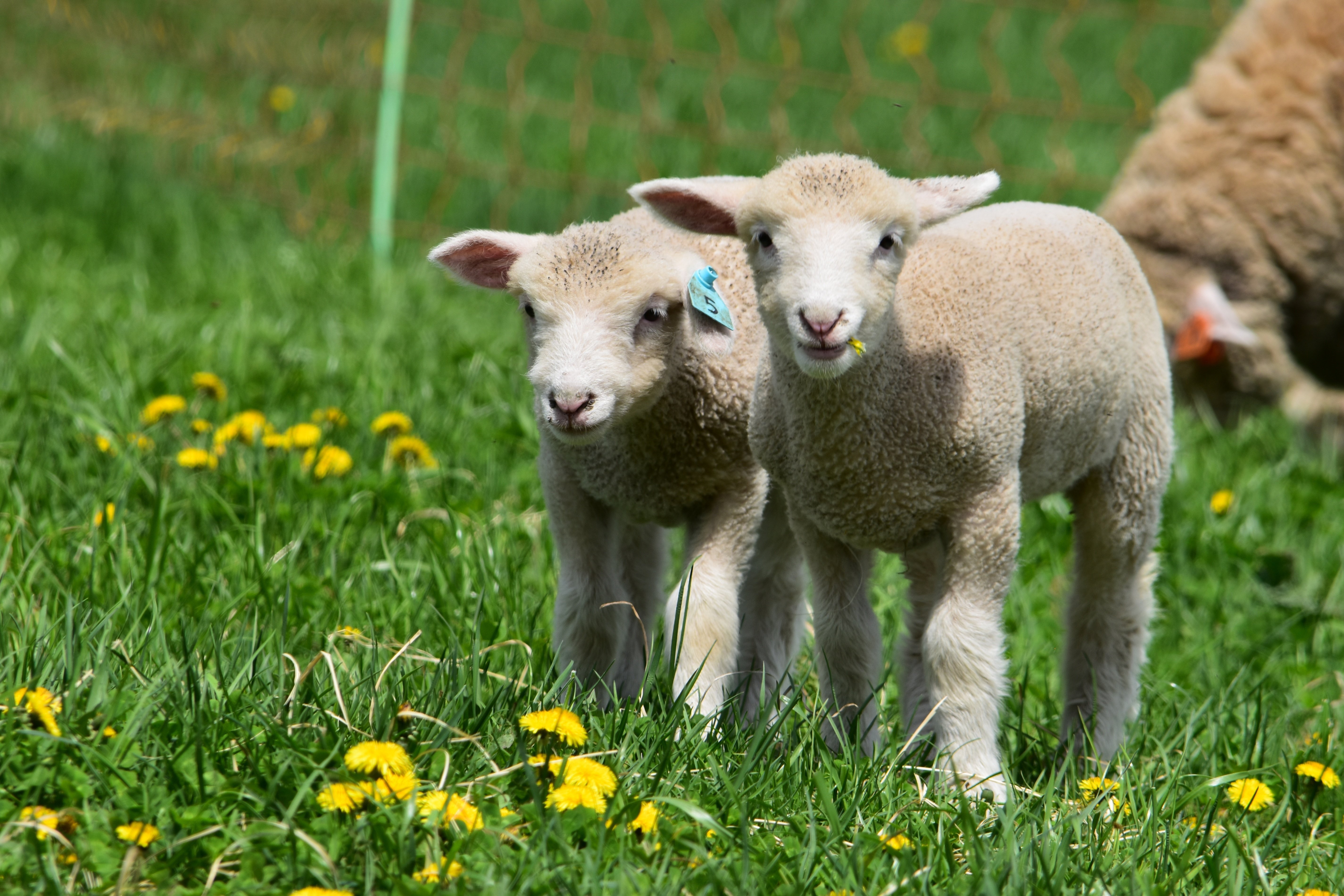 NZ北海道羊協力プロジェクト】日本の羊文化を守っていくために