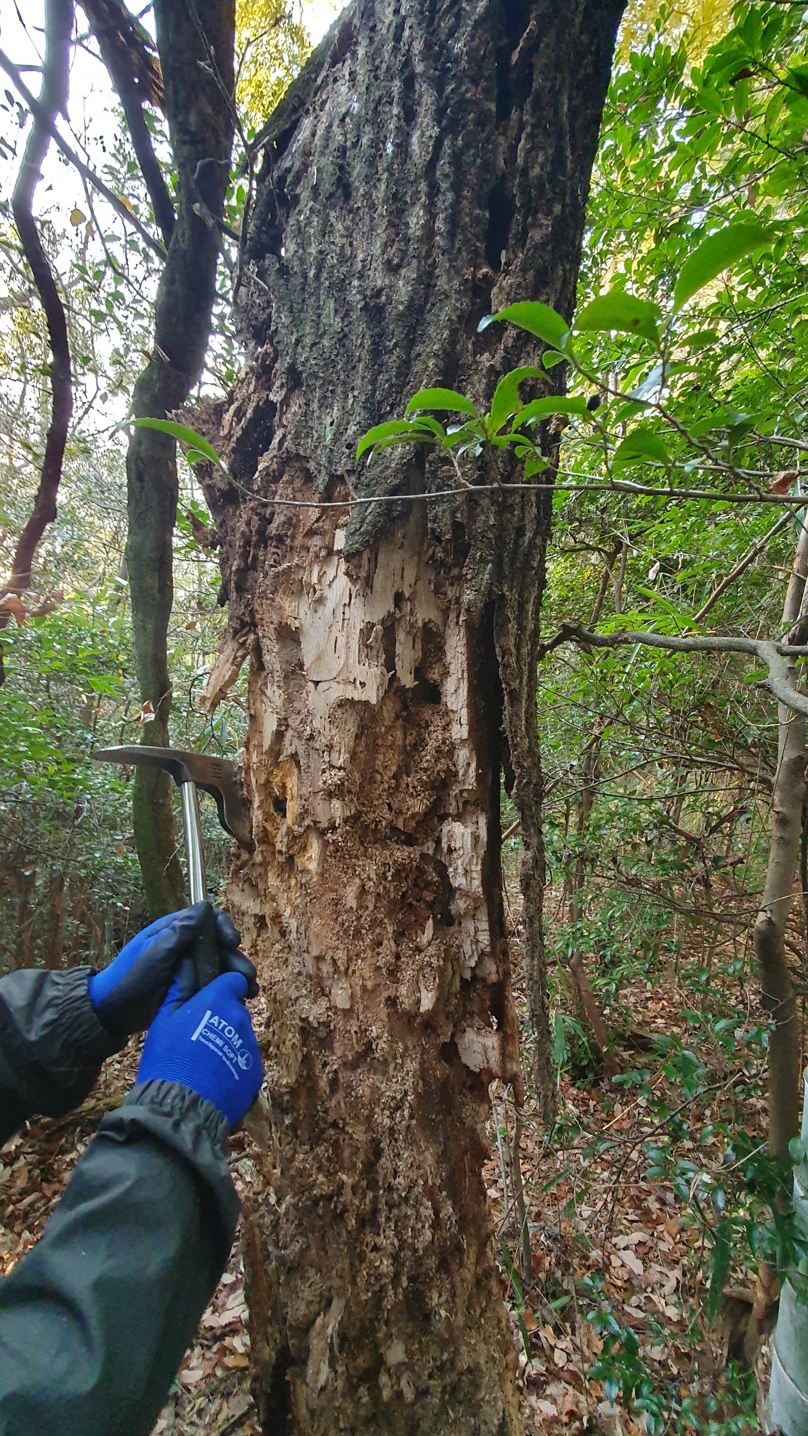 三重県 オオクワガタ 材割り採集記｜キヨタミ