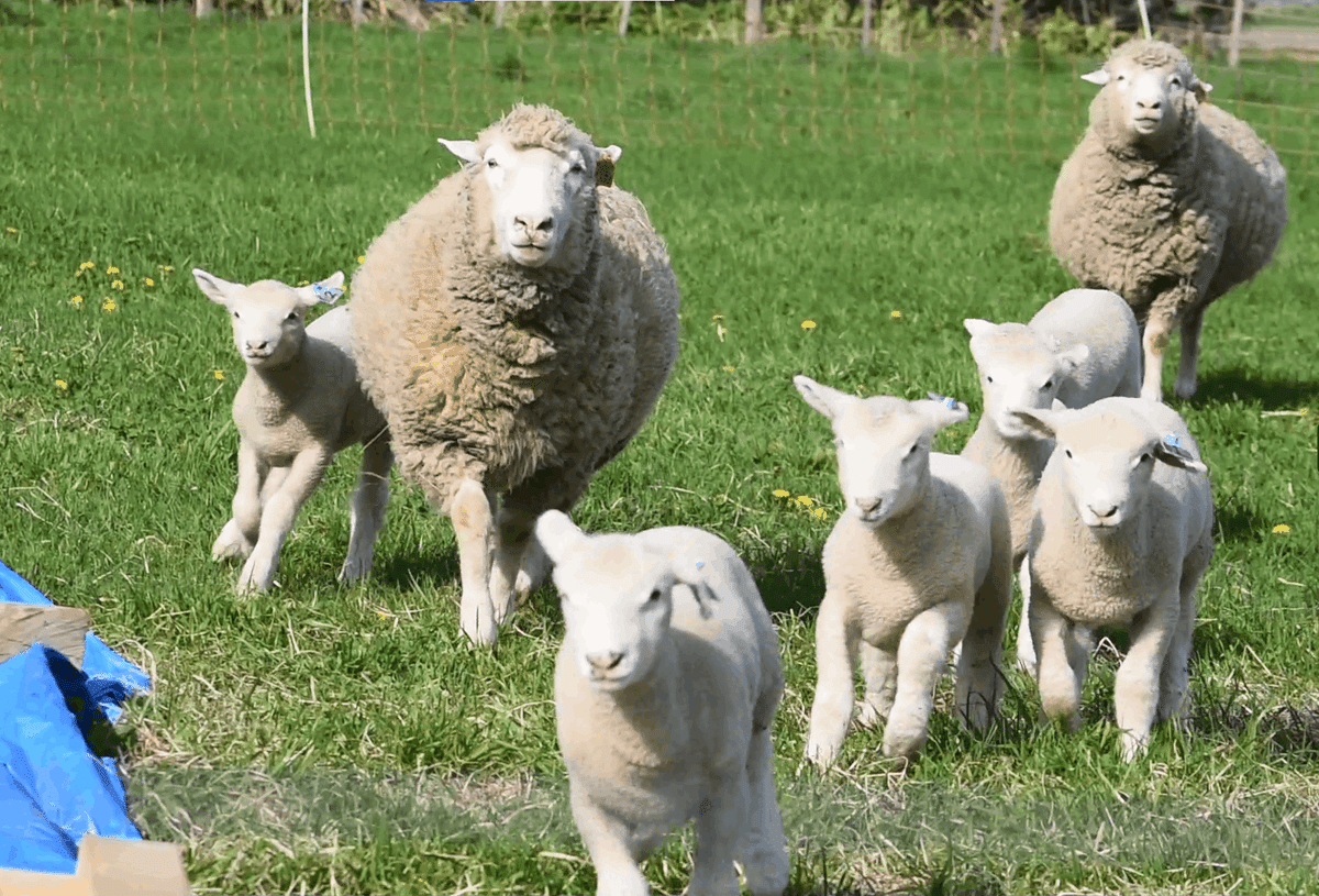 NZ北海道羊協力プロジェクト】日本の羊文化を守っていくために