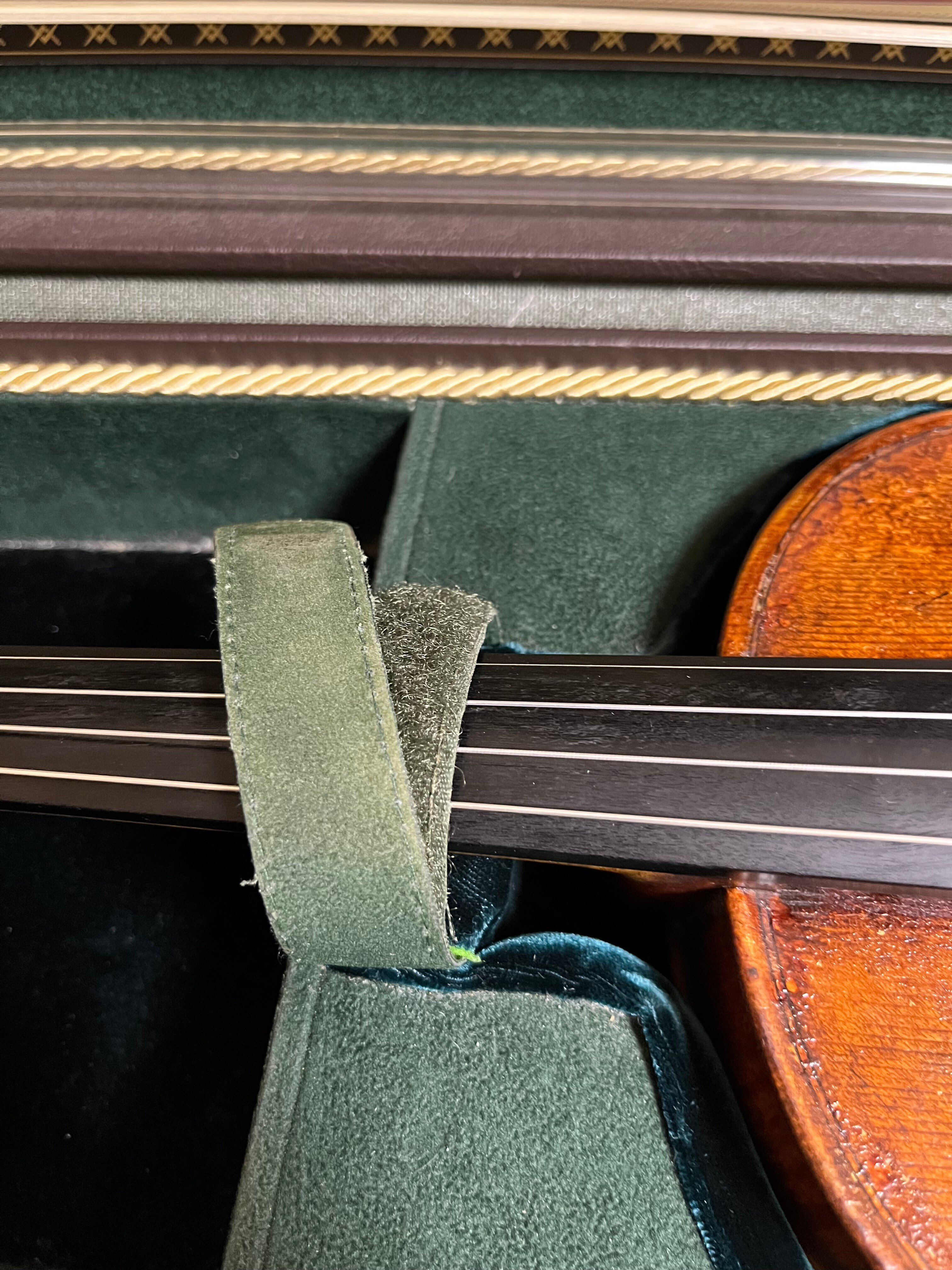 ヴィオラ　ヒューメビアンカ DSC_0029a-1.png