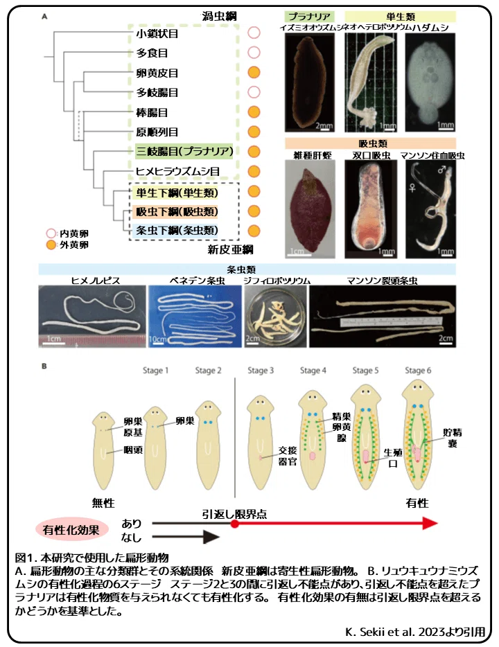 プラナリアの有性化物質5 ~いろいろな扁形動物~ 論文紹介|かわいせーざん@基礎研究っておもしろい! 生物編|note