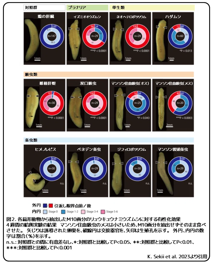 プラナリアの有性化物質5 ~いろいろな扁形動物~ 論文紹介|かわいせーざん@基礎研究っておもしろい! 生物編|note