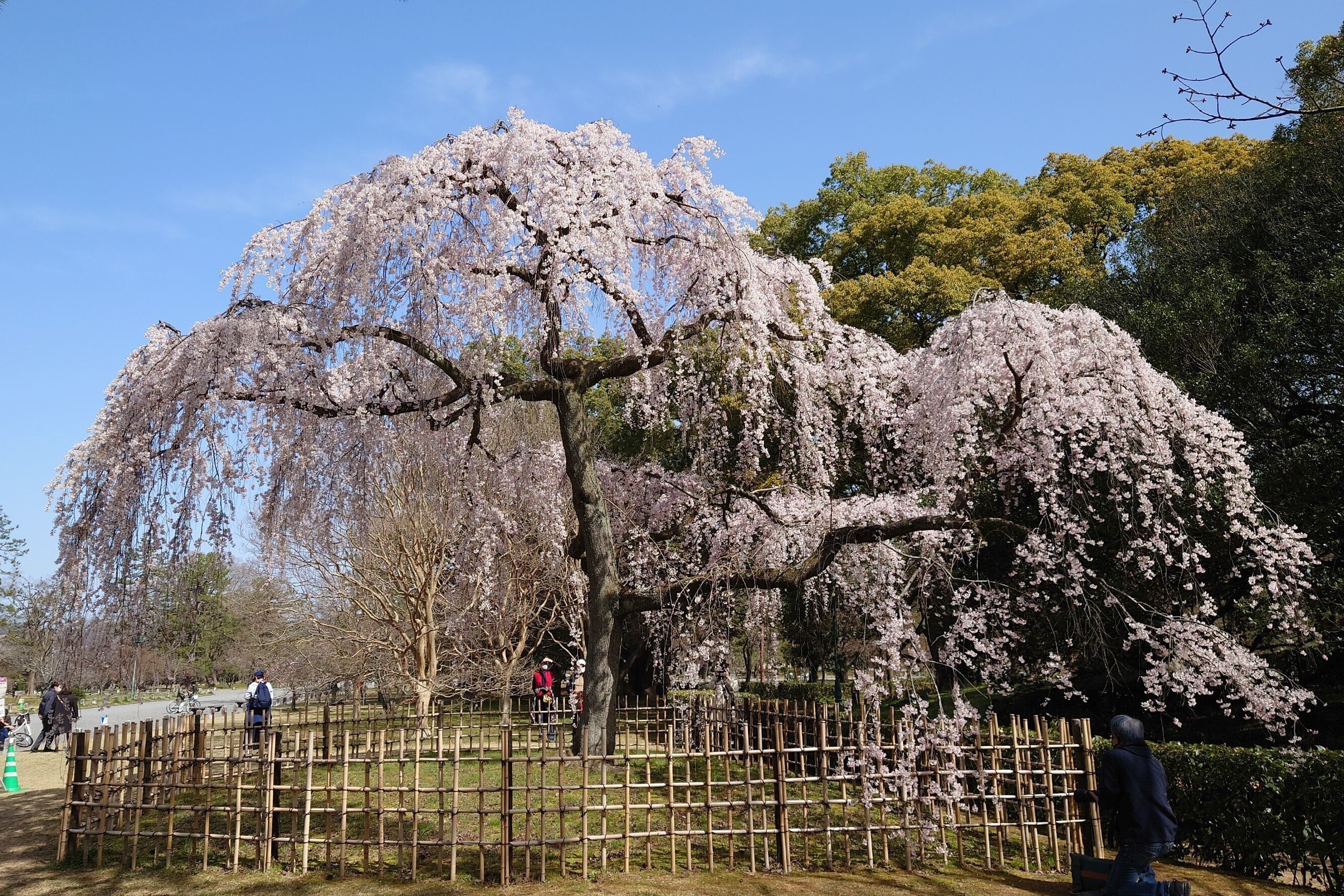 ◆桜❀◆ 京都御苑2021年3月19日【しだれ桜】｜レタス
