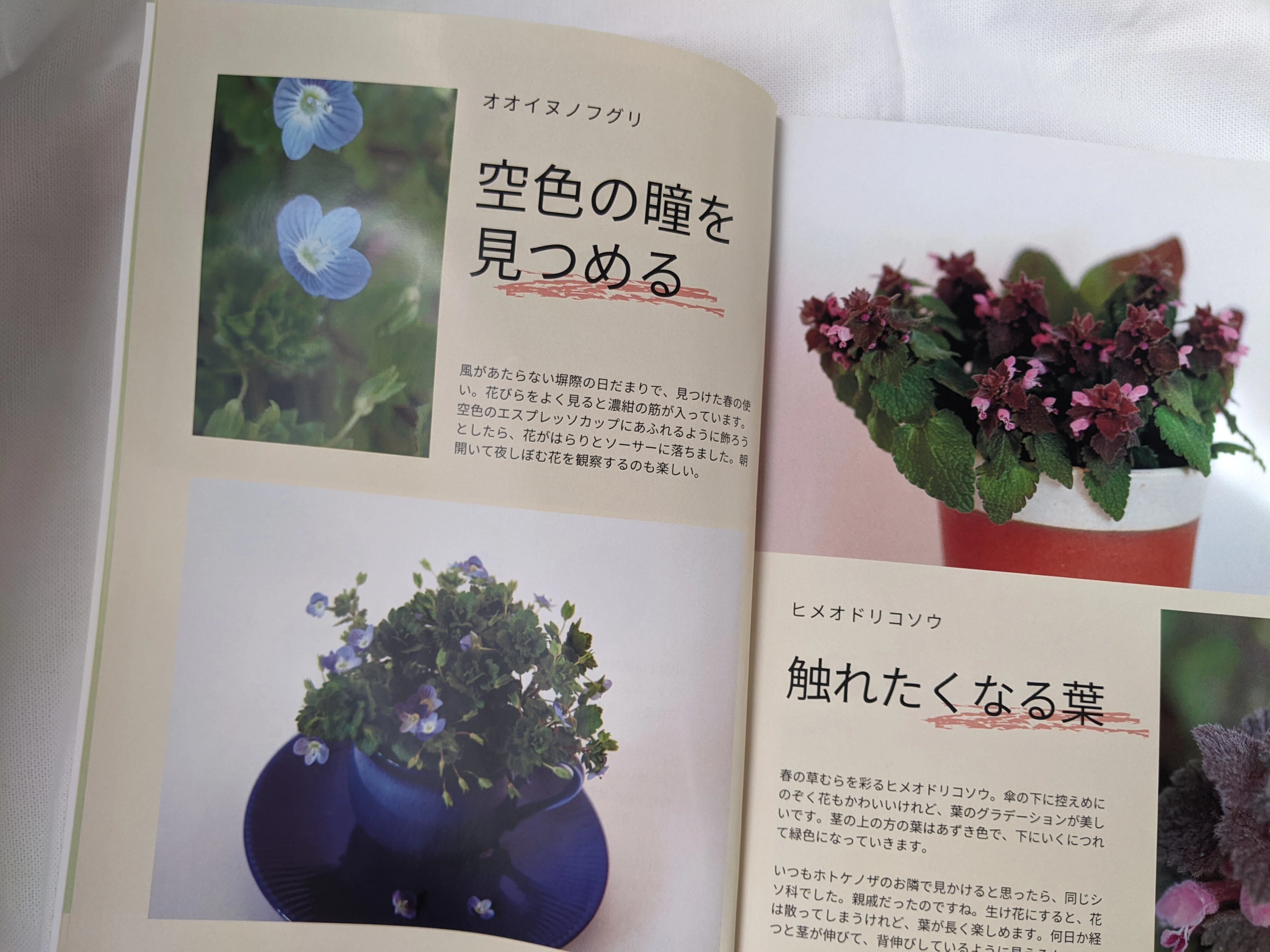 フォトエッセイ】草の花の生け花「草生け」完成いたしました！見どころ