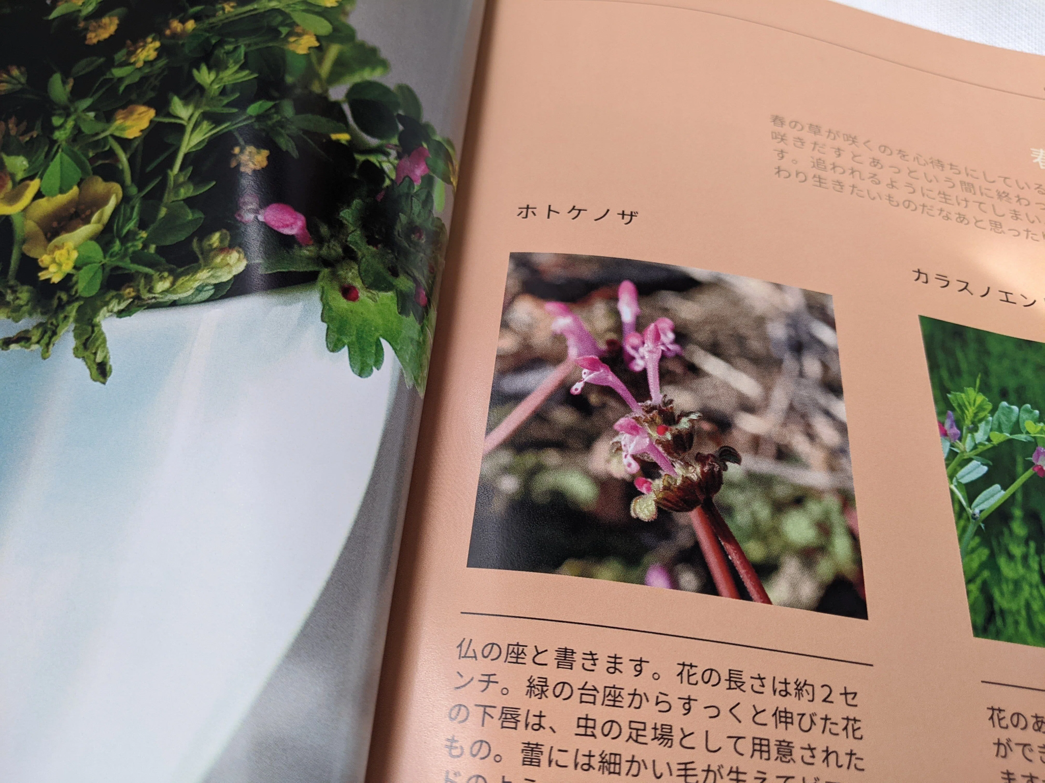 フォトエッセイ】草の花の生け花「草生け」完成いたしました！見どころ