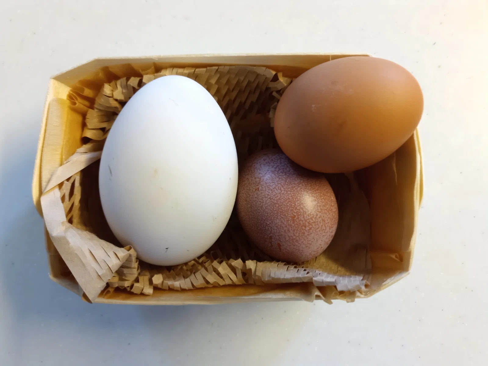 ガチョウの卵を食べてみよう！味は…？｜かしゅーなっつ