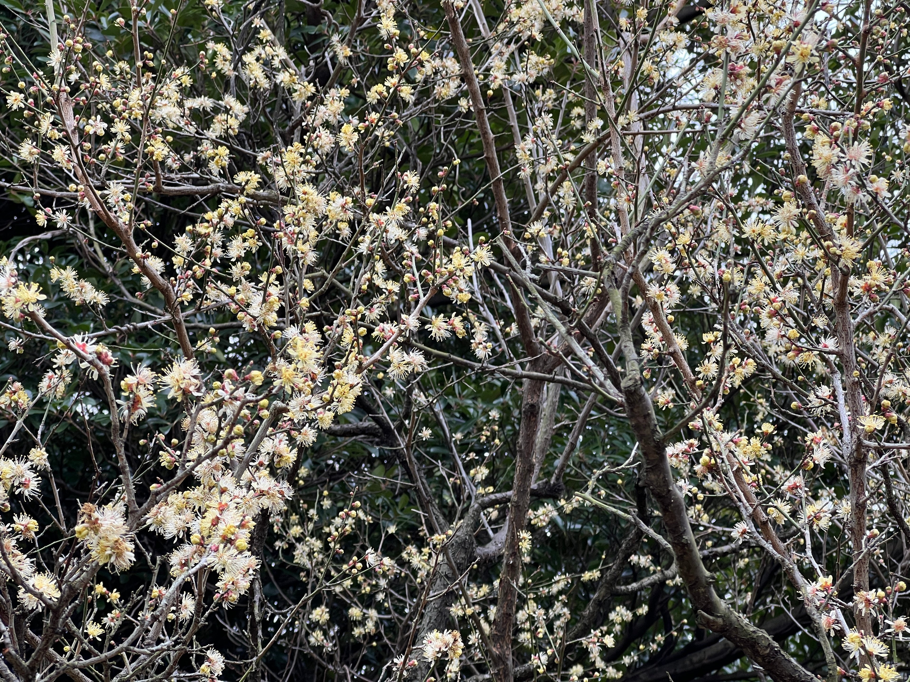 2023.02.24 梅【黄梅】【桜梅】【酈懸】｜日本花卉文化株式会社