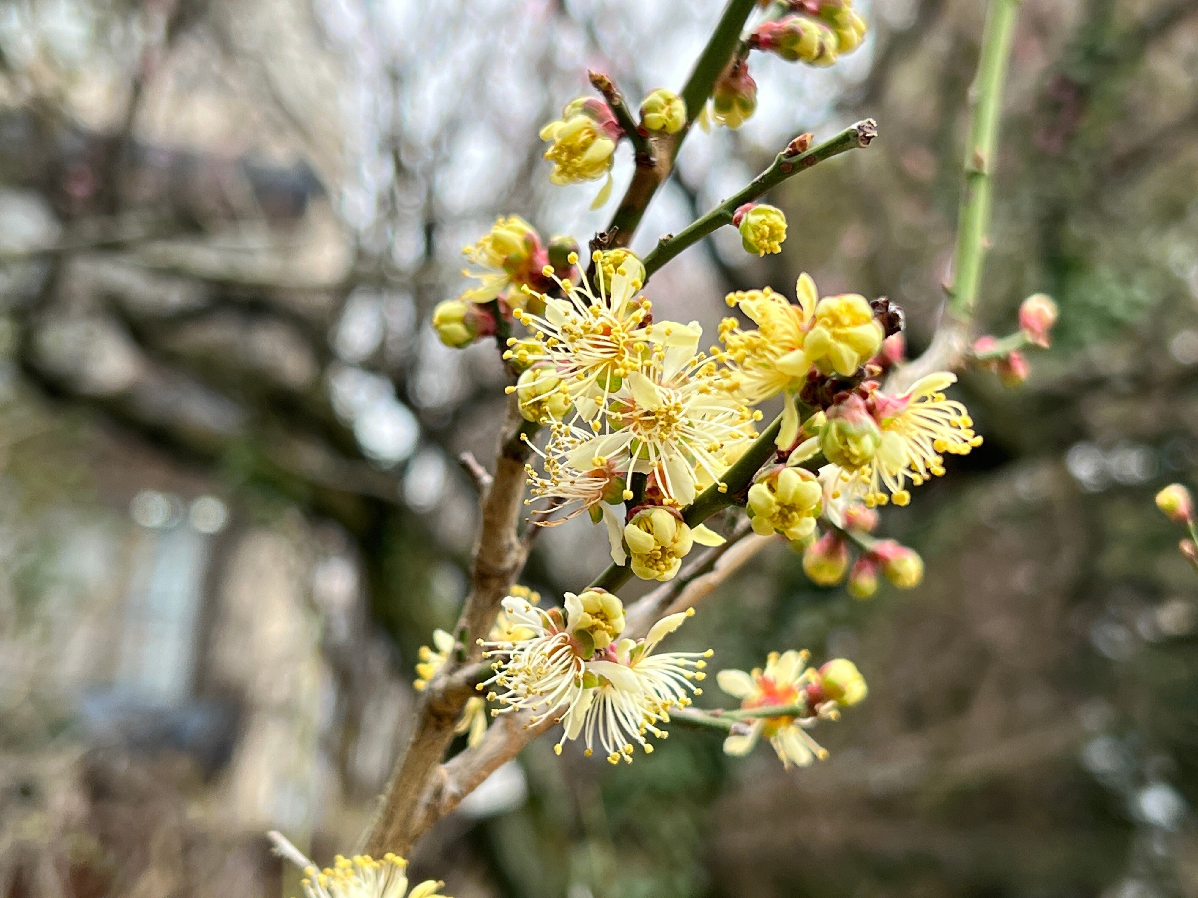 2023.02.24 梅【黄梅】【桜梅】【酈懸】|日本花卉文化株式会社 2023.02.24 梅【黄梅】【桜梅】【酈懸】|日本花卉文化株式会社