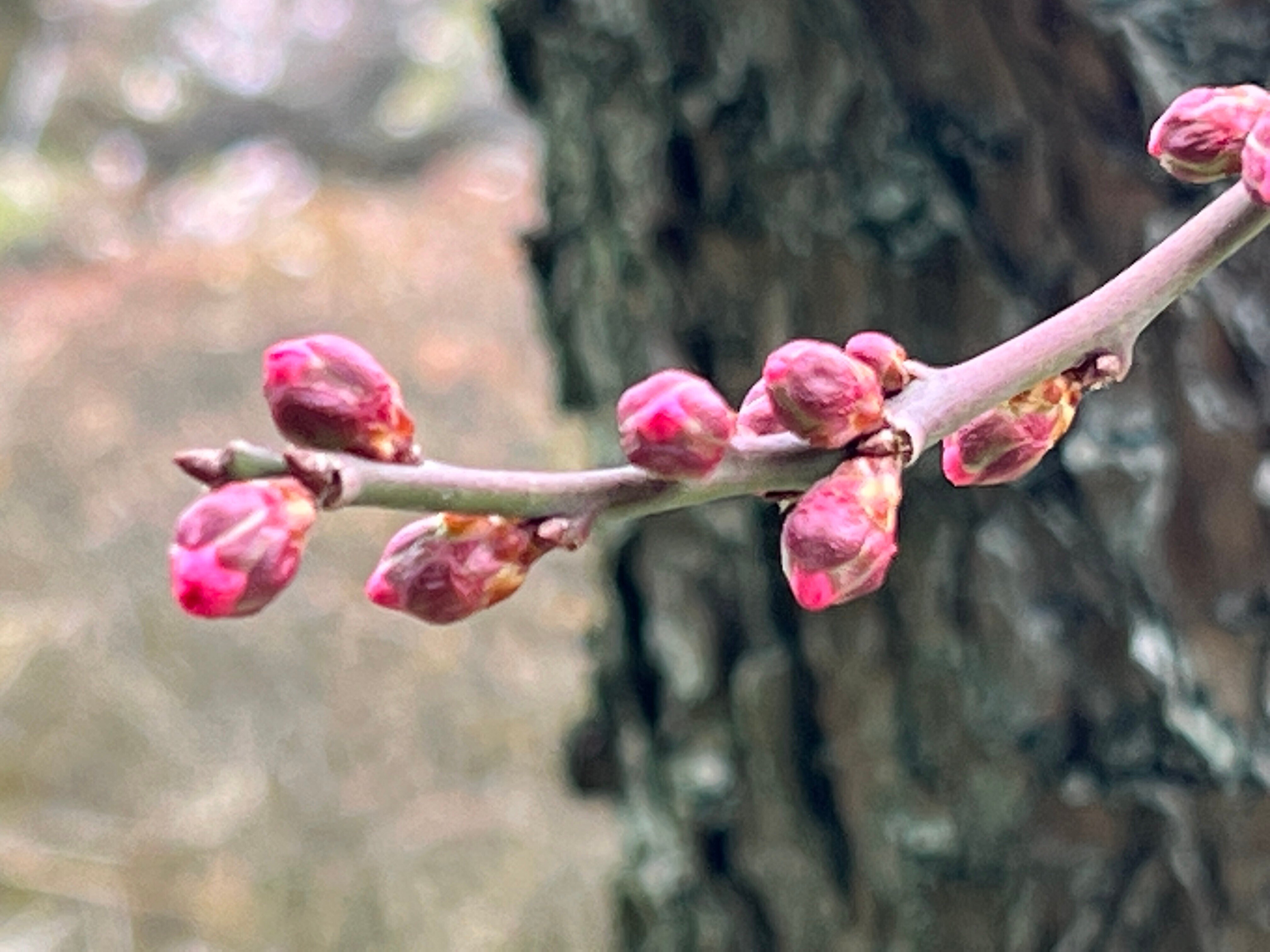 梅と桜 rectangle_large_type_2_1a89a37
