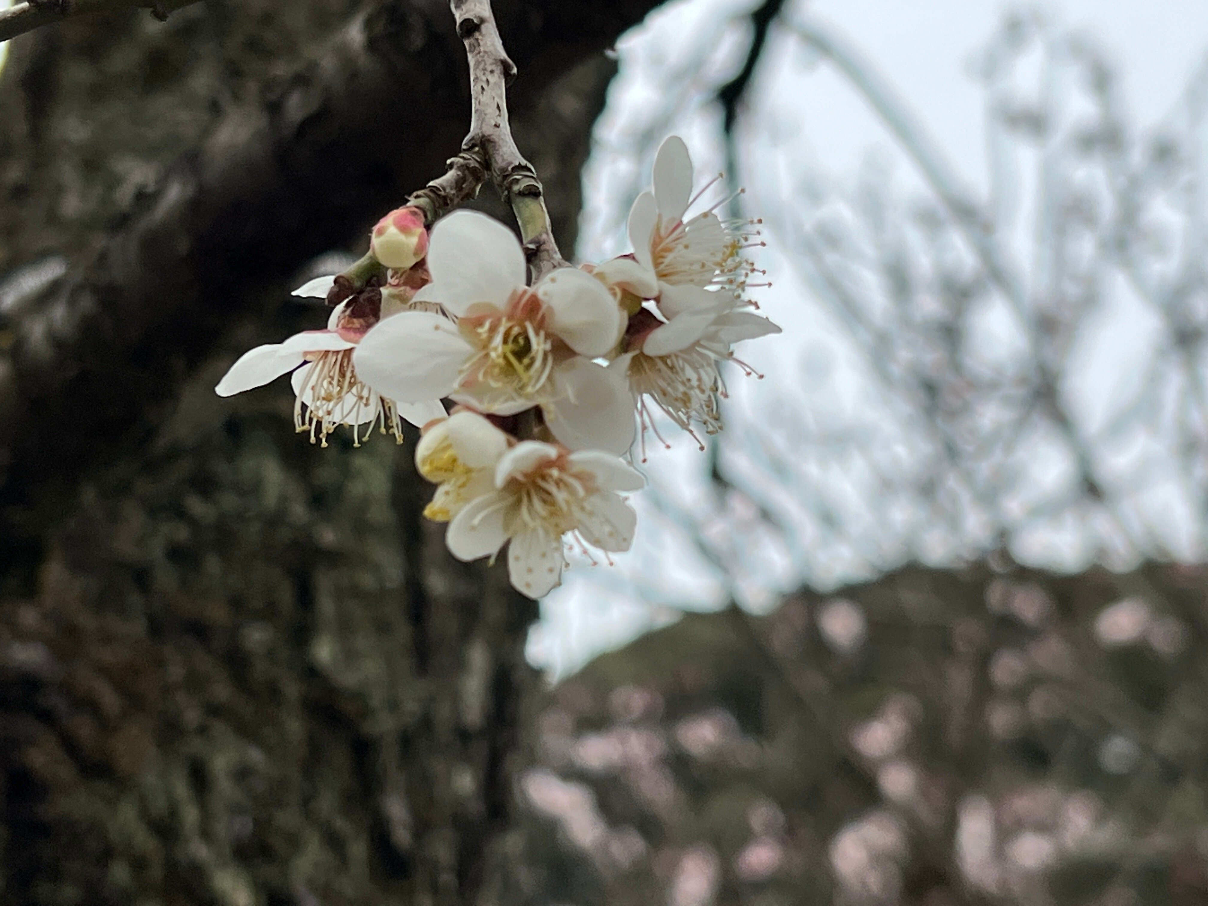 幕末〜明治期　染錦　大鉢　川海老　青海波　桜文様　鳥に松竹梅　二重高台　金魚鉢 幕末〜明治期 染錦 大鉢 川海老 青海波 桜文様 鳥に松竹梅 二重