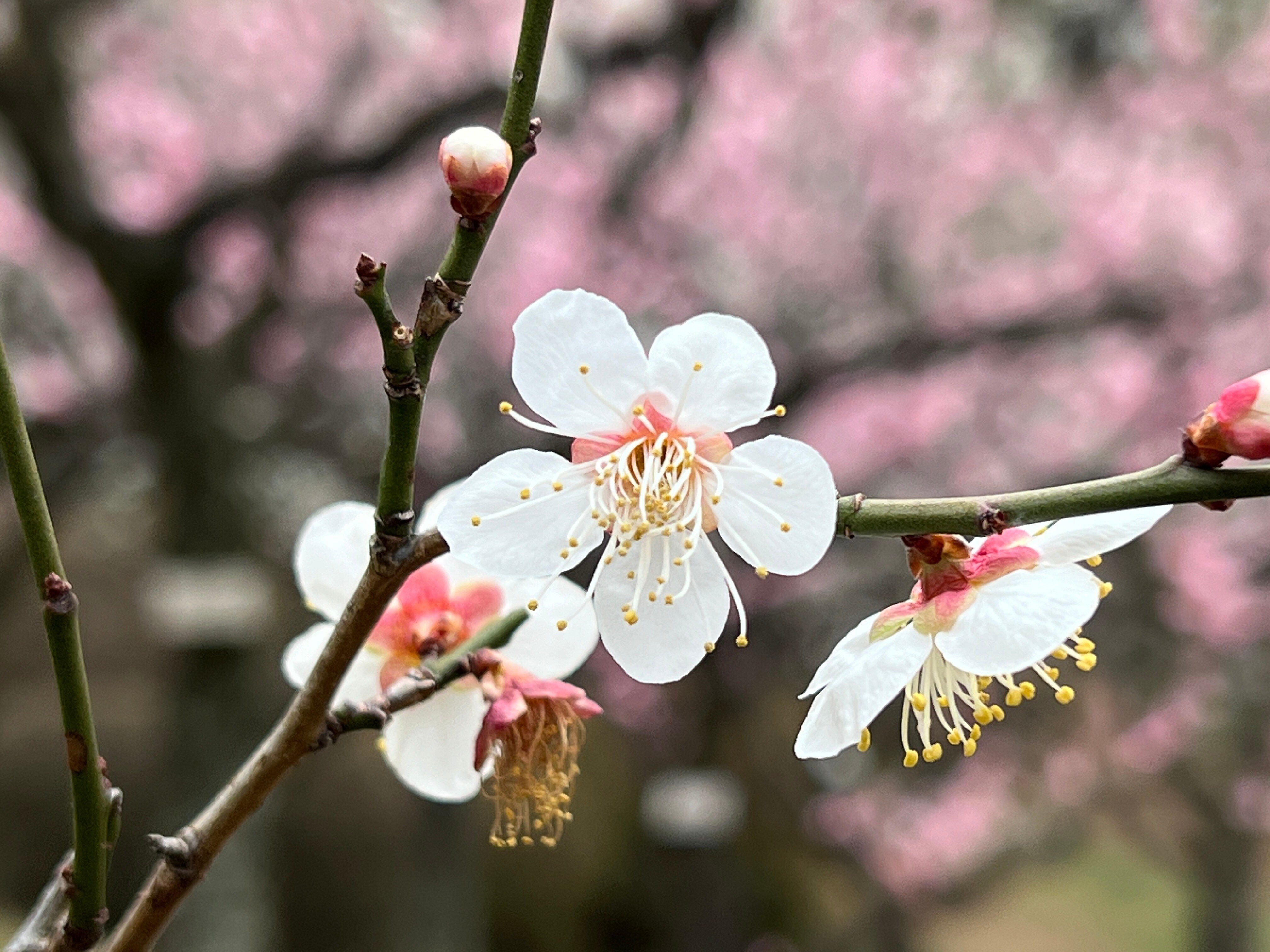 幕末〜明治期　染錦　大鉢　川海老　青海波　桜文様　鳥に松竹梅　二重高台　金魚鉢 幕末〜明治期 染錦 大鉢 川海老 青海波 桜文様 鳥に