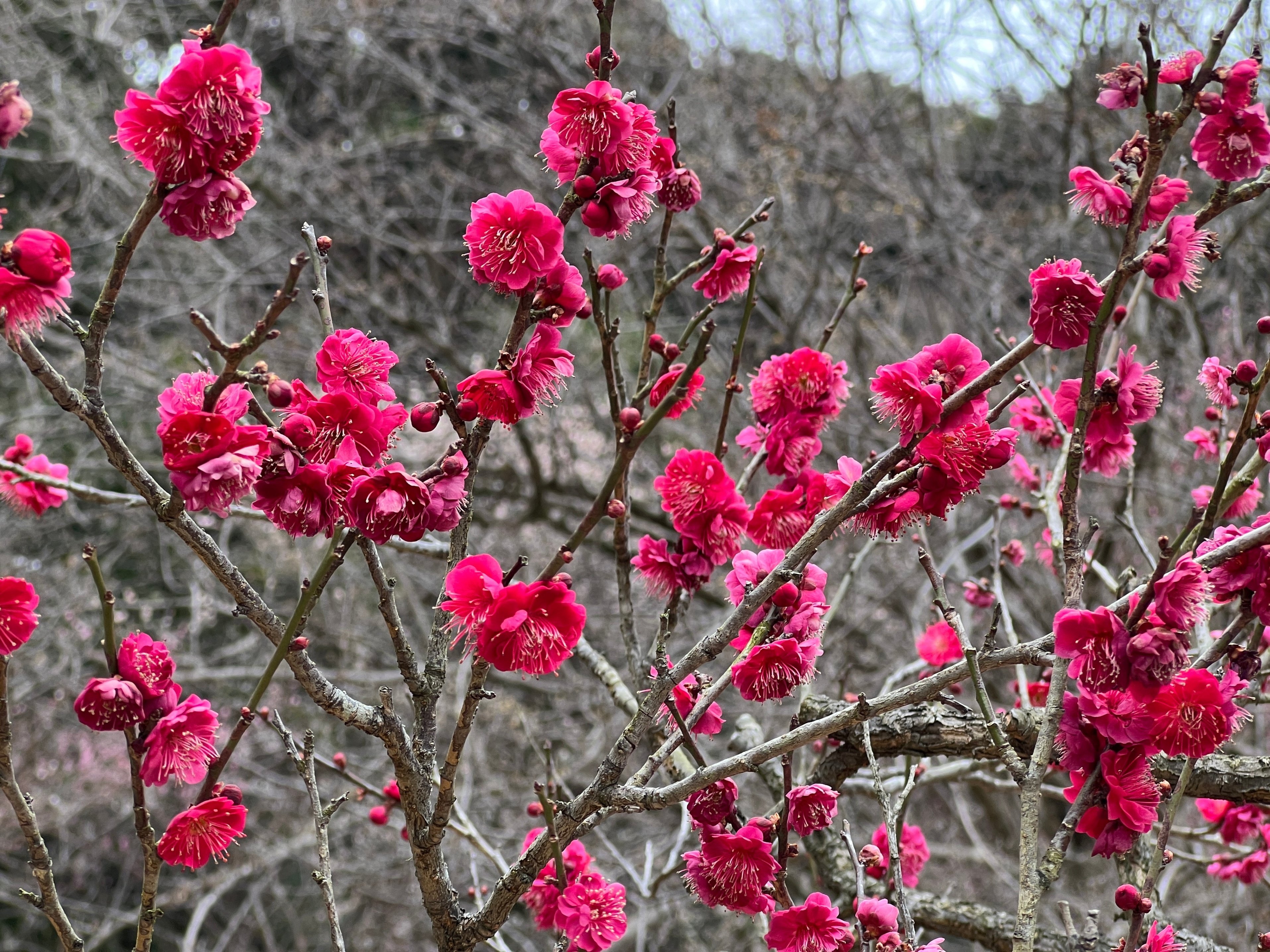 幕末〜明治期　染錦　大鉢　川海老　青海波　桜文様　鳥に松竹梅　二重高台　金魚鉢 幕末〜明治期 染錦 大鉢 川海老 青海波 桜文様 鳥に松竹梅 二重