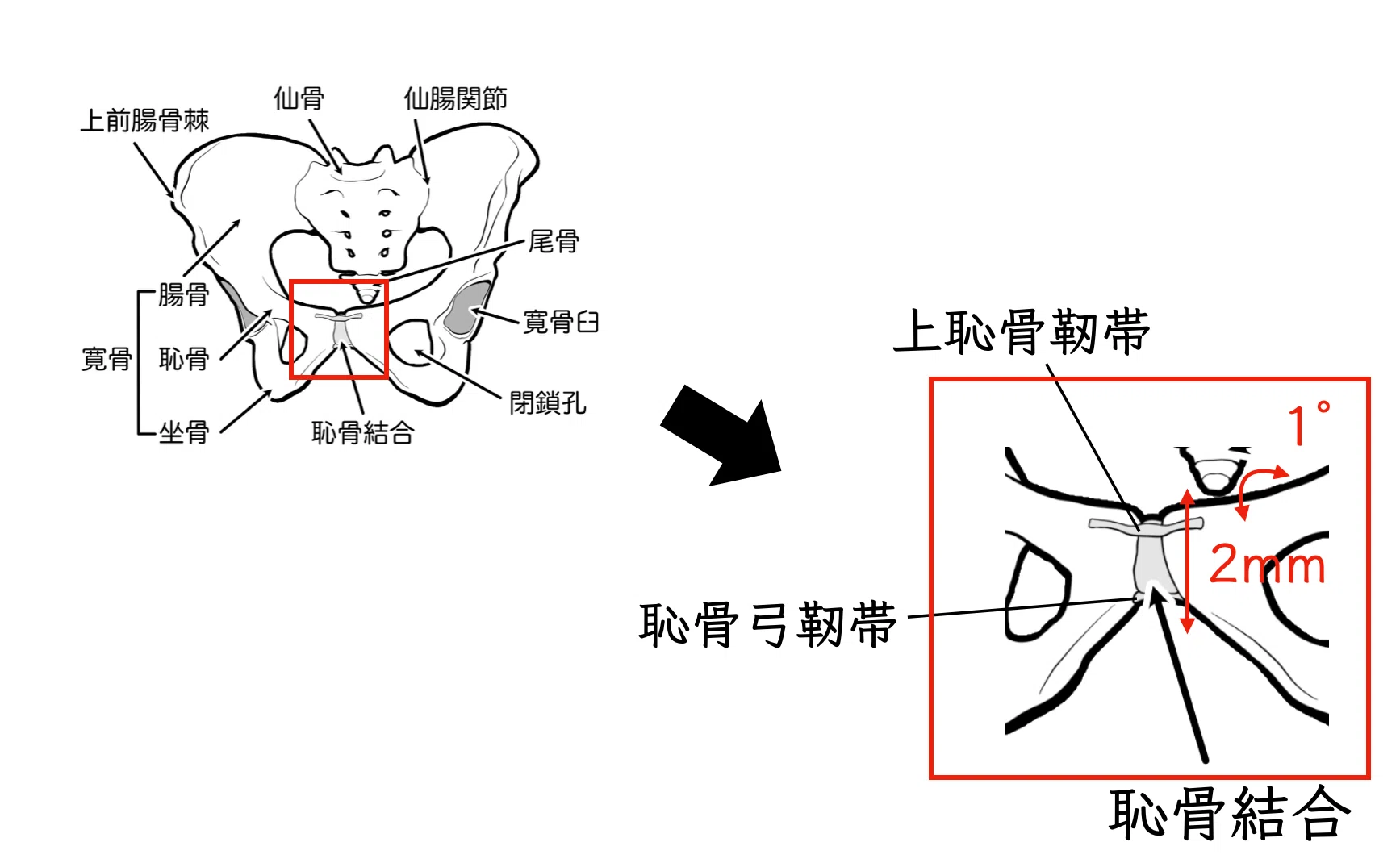骨盤帯・股関節の臨床評価①〜構造の理解と触察術〜｜理学療法士による
