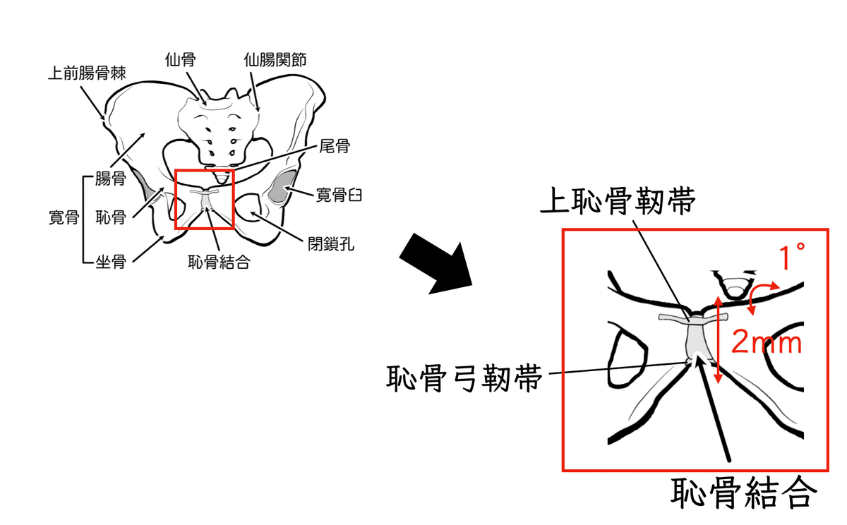 LemOon,, 専用 ①運動機能障害の理学療法 ② 骨盤と仙腸関節の機能解剖 LemOon,, 専用 ①運動機能障害の理学療法 ② 骨盤と仙腸関節の