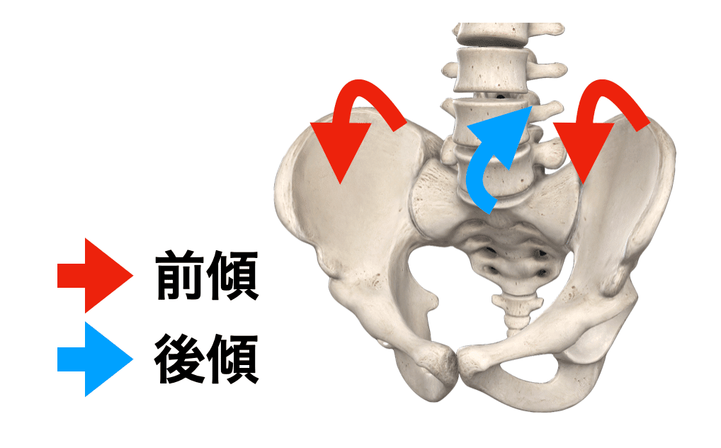 骨盤帯・股関節の臨床評価①〜構造の理解と触察術〜｜理学療法士による